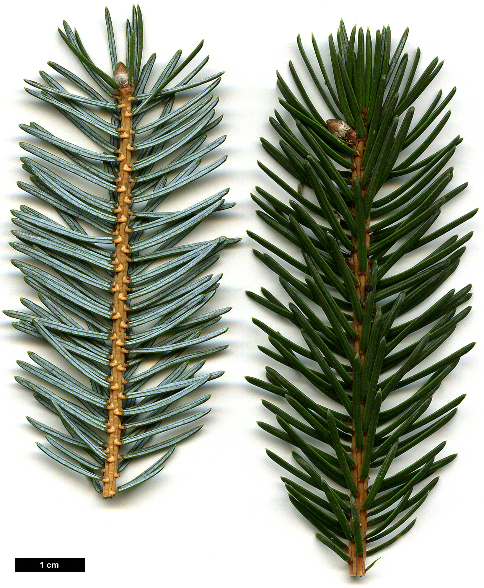 High resolution image: Family: Pinaceae - Genus: Picea - Taxon: jezoensis