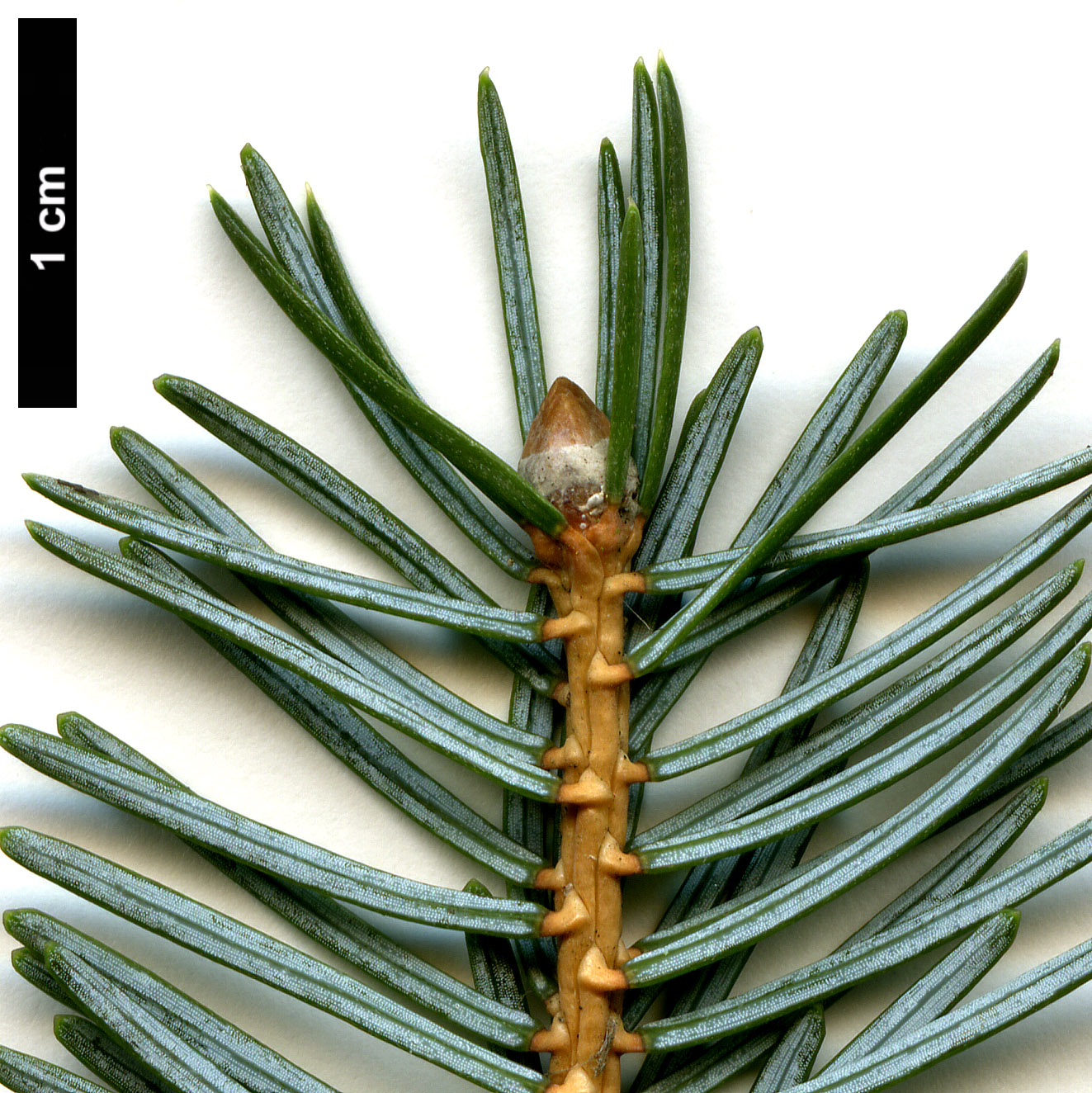 High resolution image: Family: Pinaceae - Genus: Picea - Taxon: jezoensis