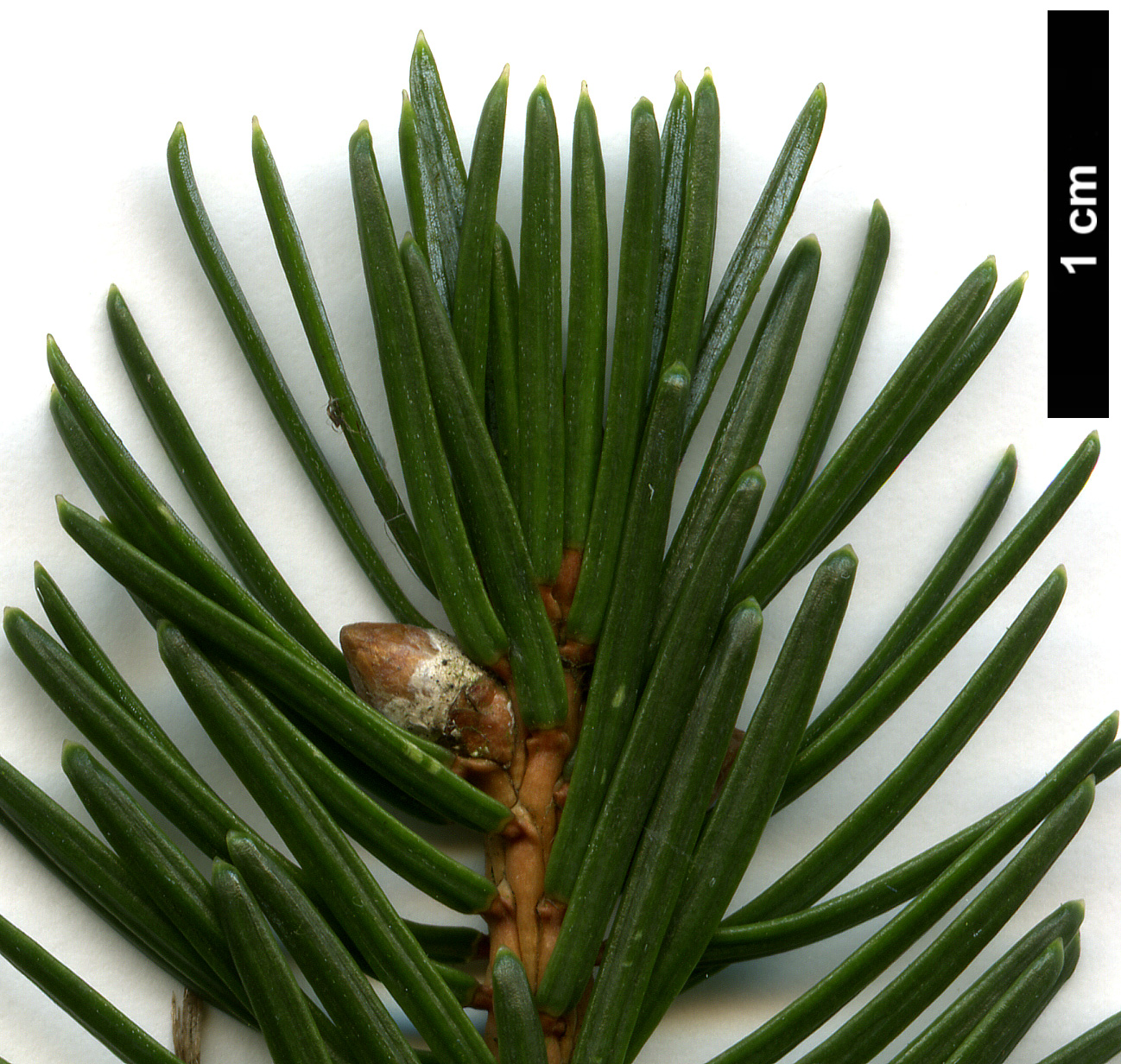 High resolution image: Family: Pinaceae - Genus: Picea - Taxon: jezoensis