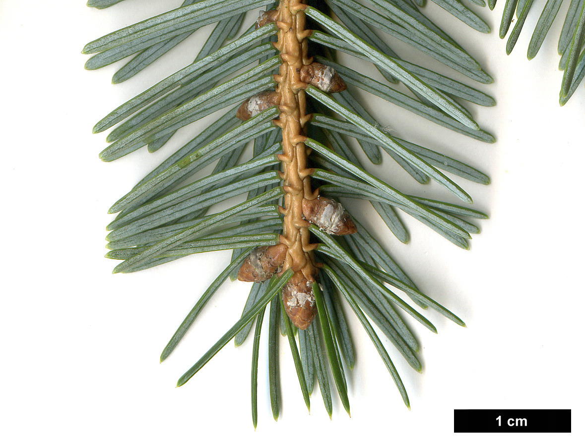 High resolution image: Family: Pinaceae - Genus: Picea - Taxon: jezoensis