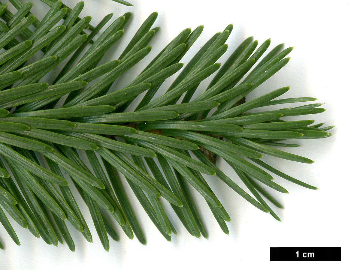 High resolution image: Family: Pinaceae - Genus: Picea - Taxon: jezoensis