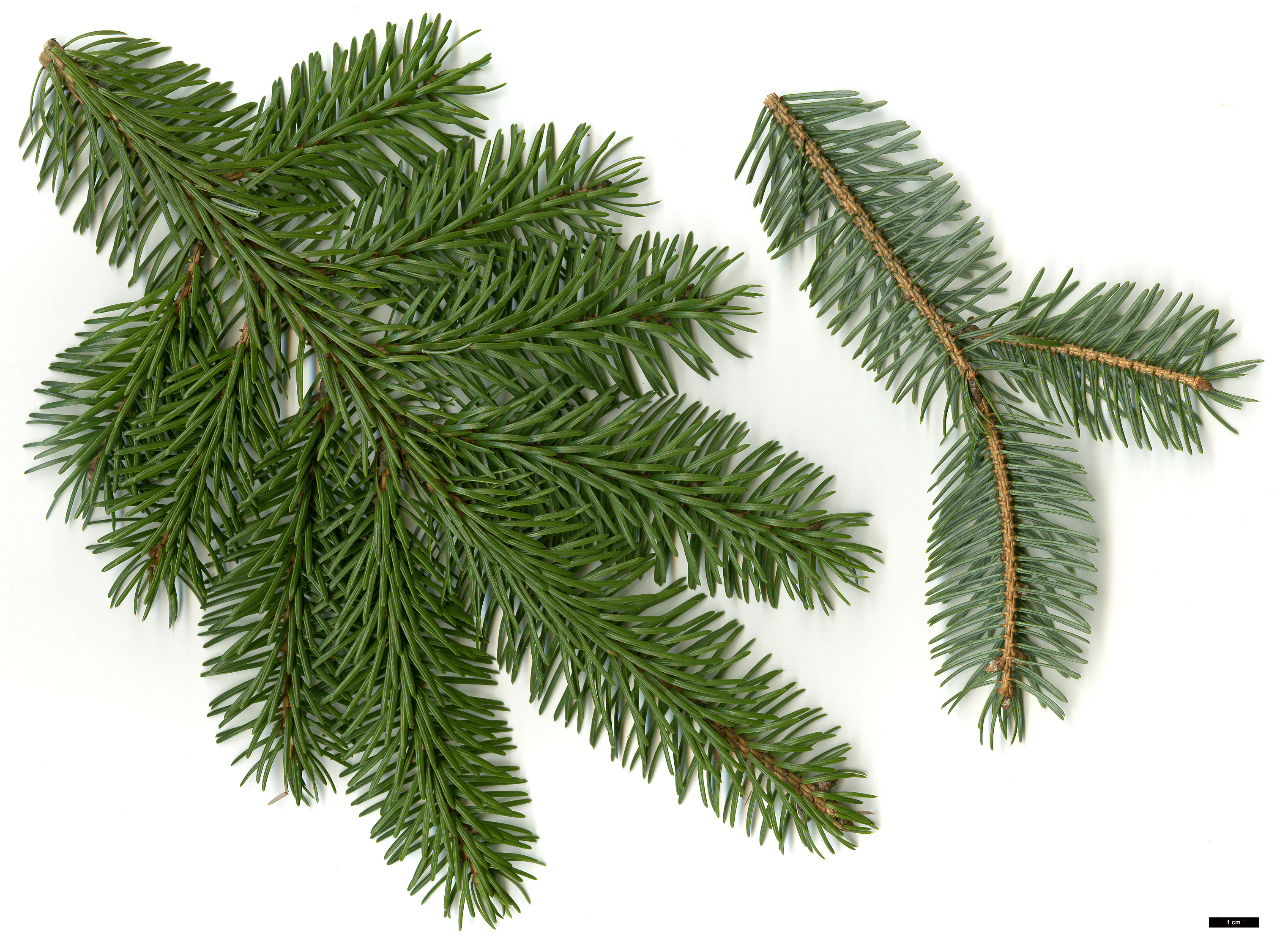 High resolution image: Family: Pinaceae - Genus: Picea - Taxon: jezoensis