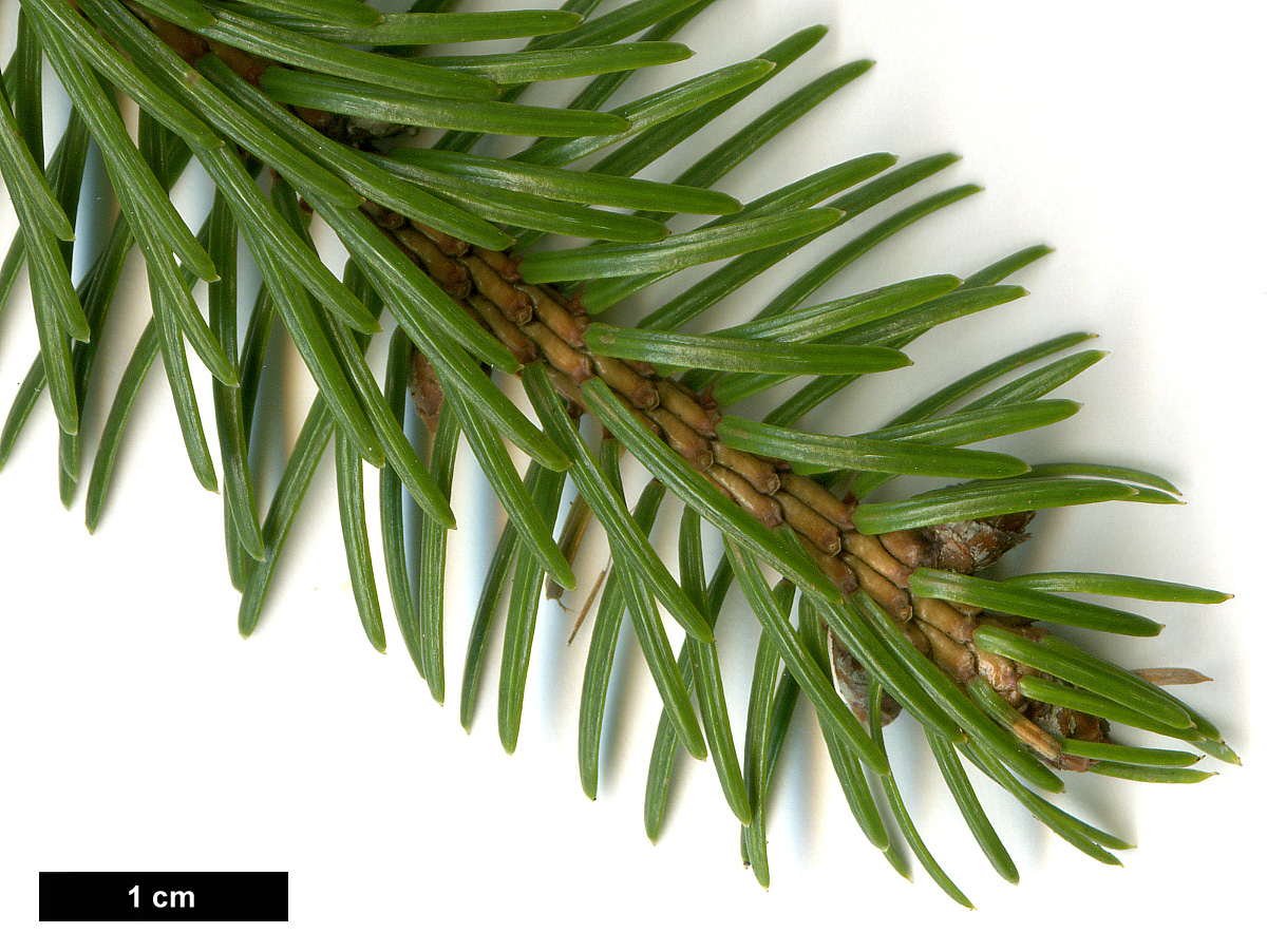 High resolution image: Family: Pinaceae - Genus: Picea - Taxon: jezoensis