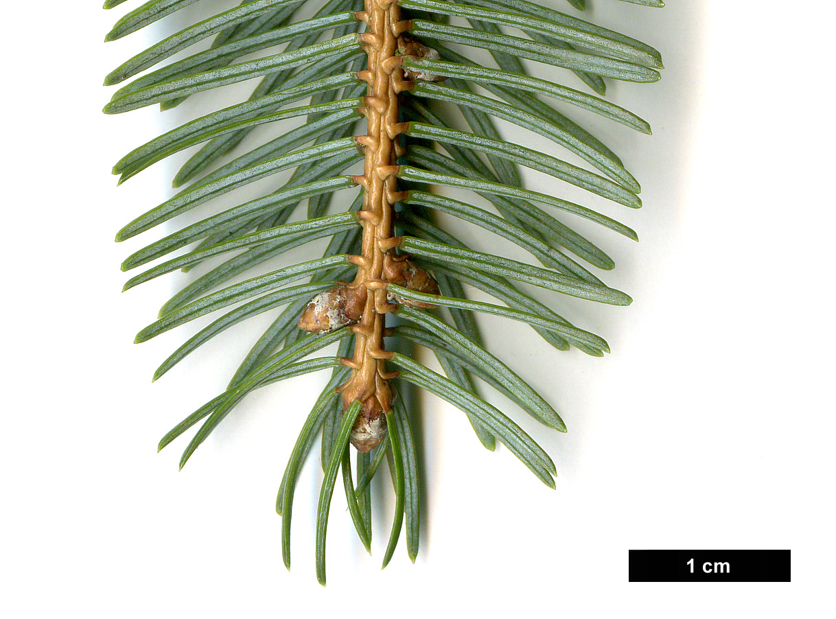 High resolution image: Family: Pinaceae - Genus: Picea - Taxon: jezoensis