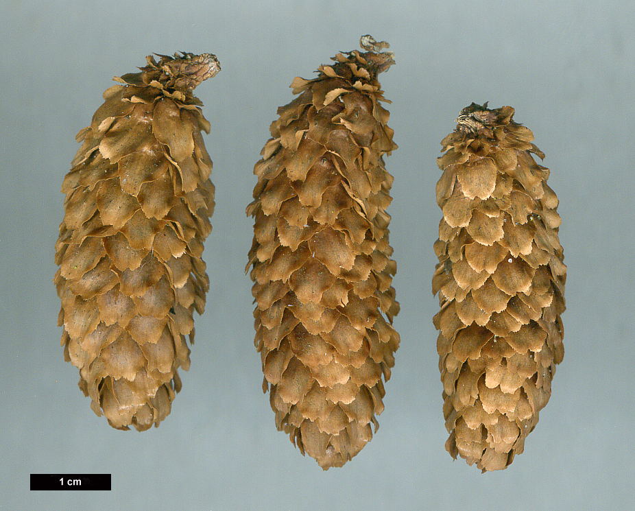 High resolution image: Family: Pinaceae - Genus: Picea - Taxon: jezoensis