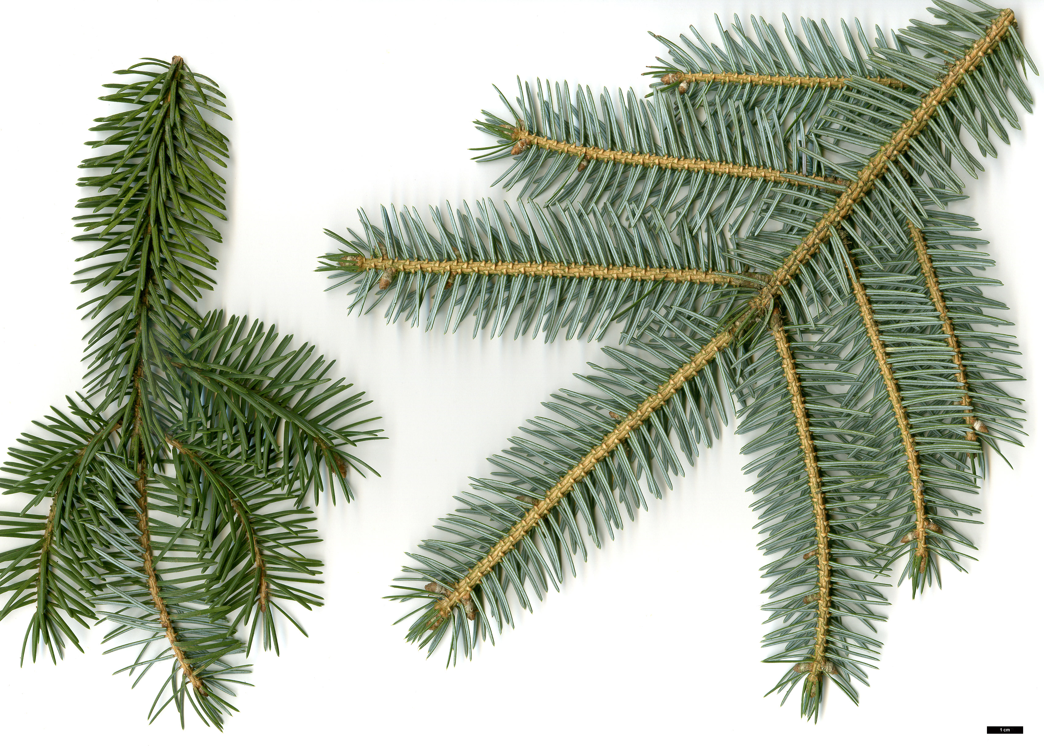 High resolution image: Family: Pinaceae - Genus: Picea - Taxon: jezoensis