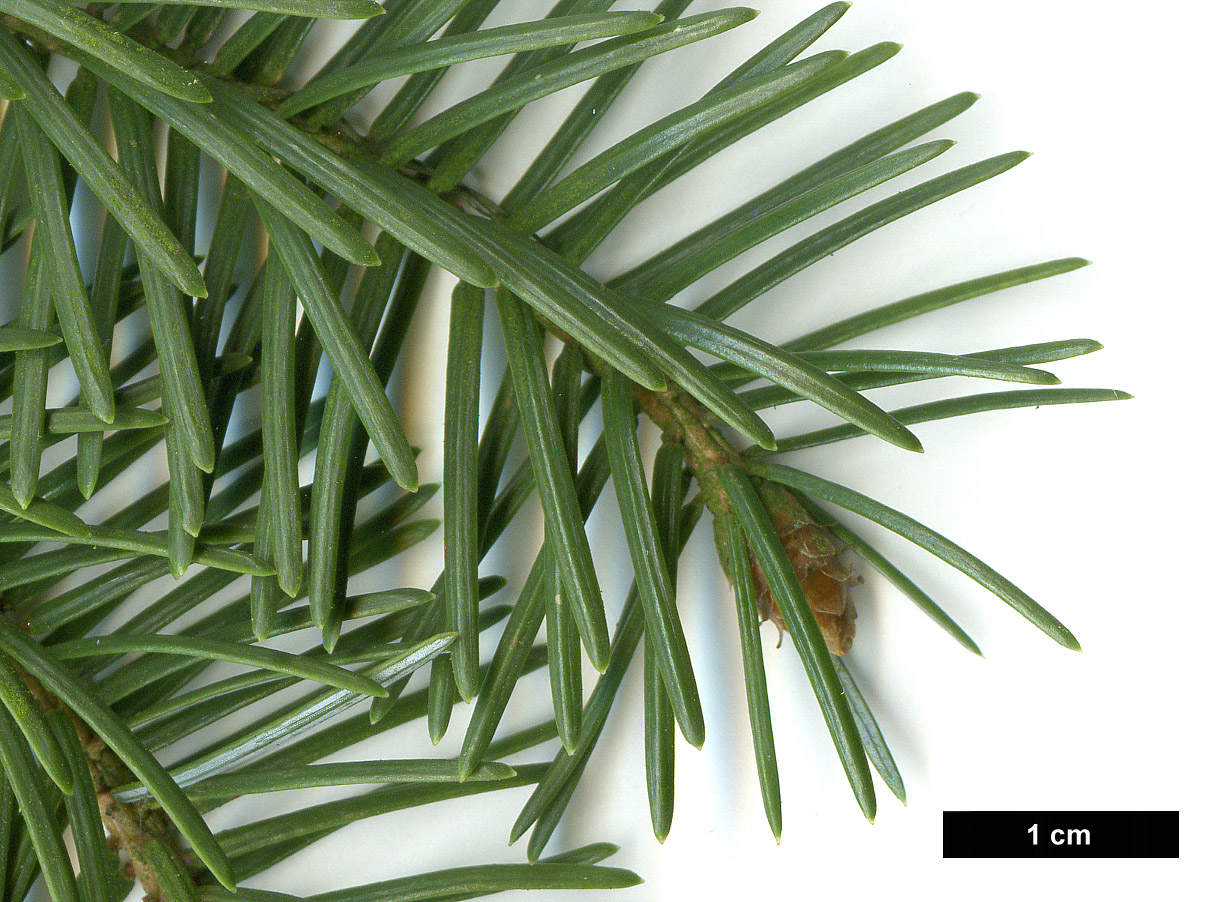 High resolution image: Family: Pinaceae - Genus: Picea - Taxon: jezoensis