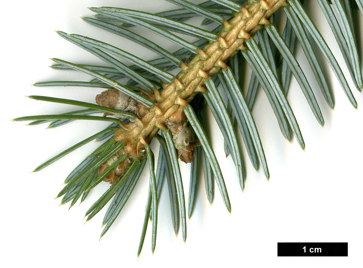 High resolution image: Family: Pinaceae - Genus: Picea - Taxon: jezoensis