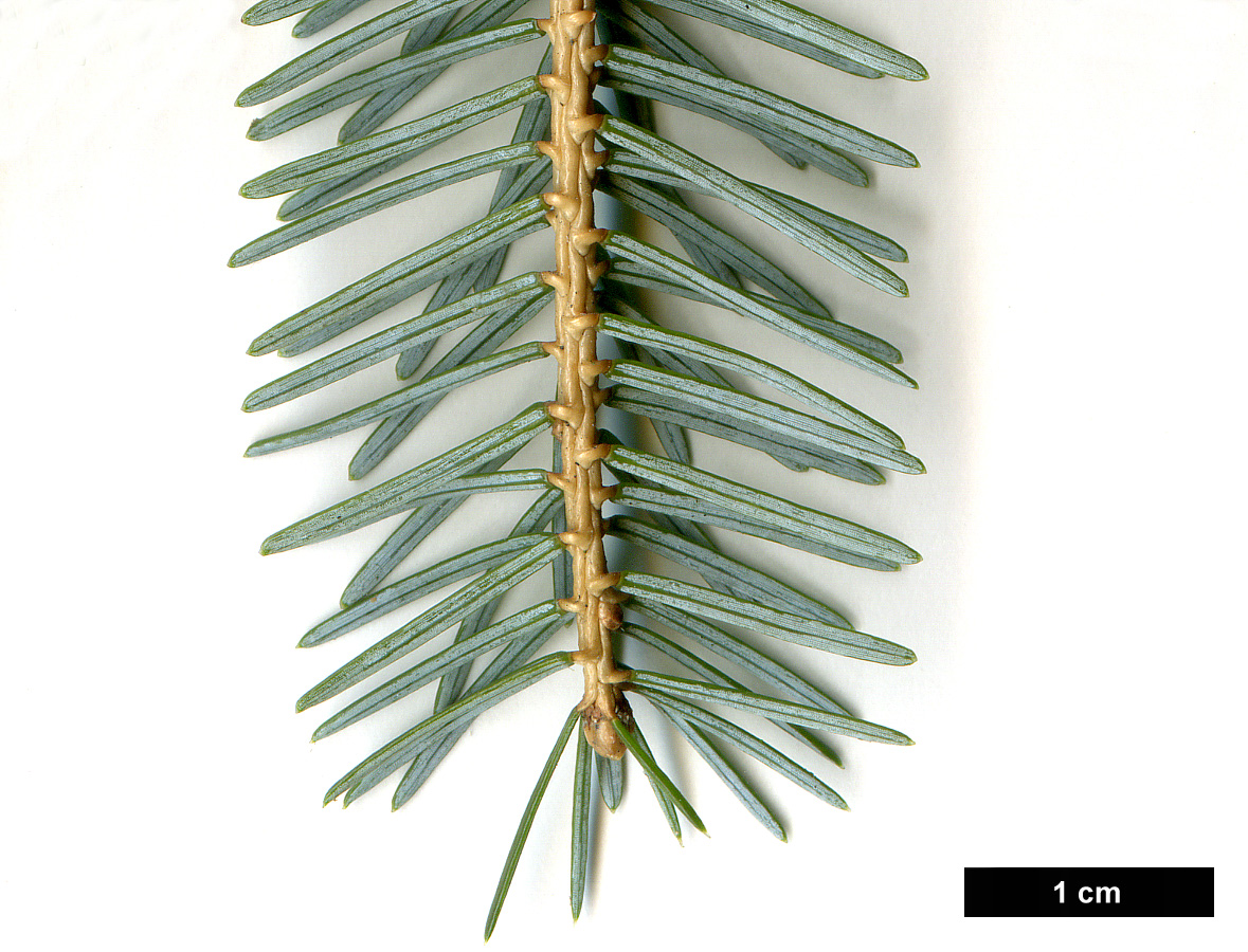 High resolution image: Family: Pinaceae - Genus: Picea - Taxon: jezoensis