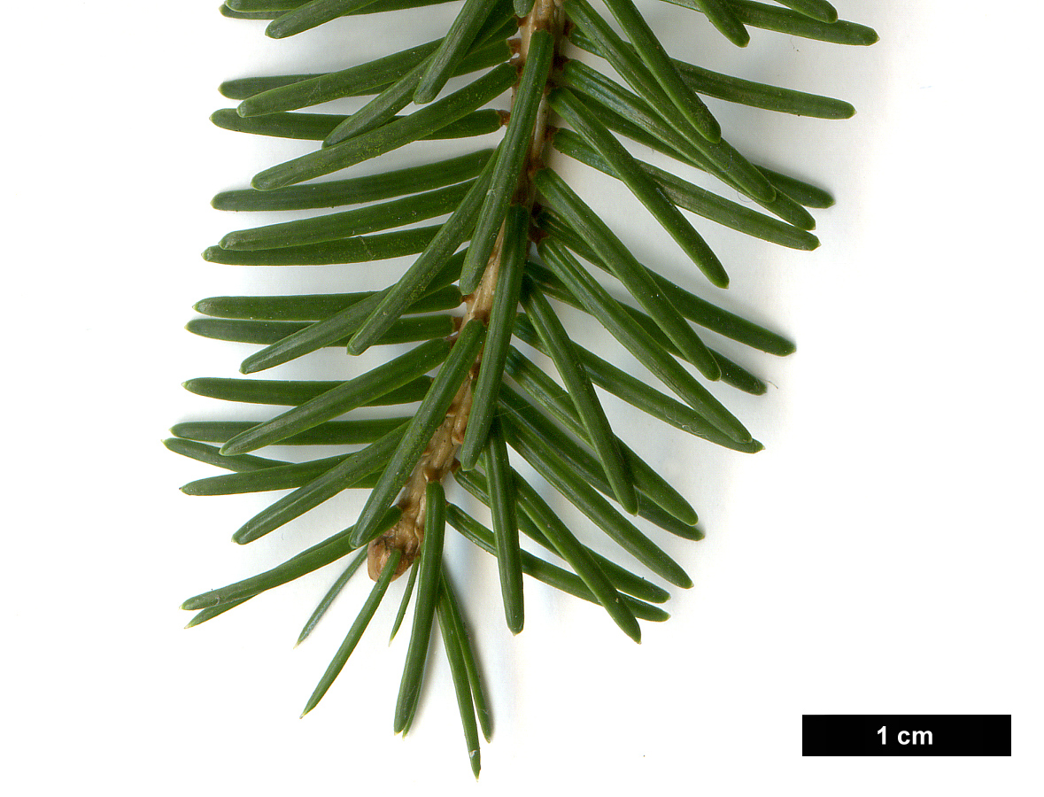 High resolution image: Family: Pinaceae - Genus: Picea - Taxon: jezoensis