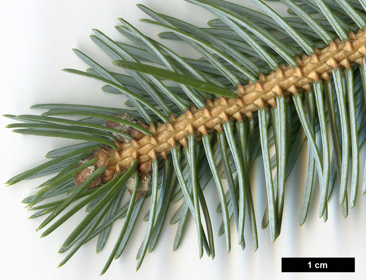 High resolution image: Family: Pinaceae - Genus: Picea - Taxon: jezoensis