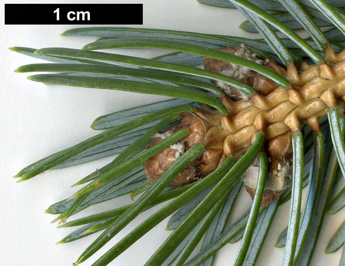 High resolution image: Family: Pinaceae - Genus: Picea - Taxon: jezoensis