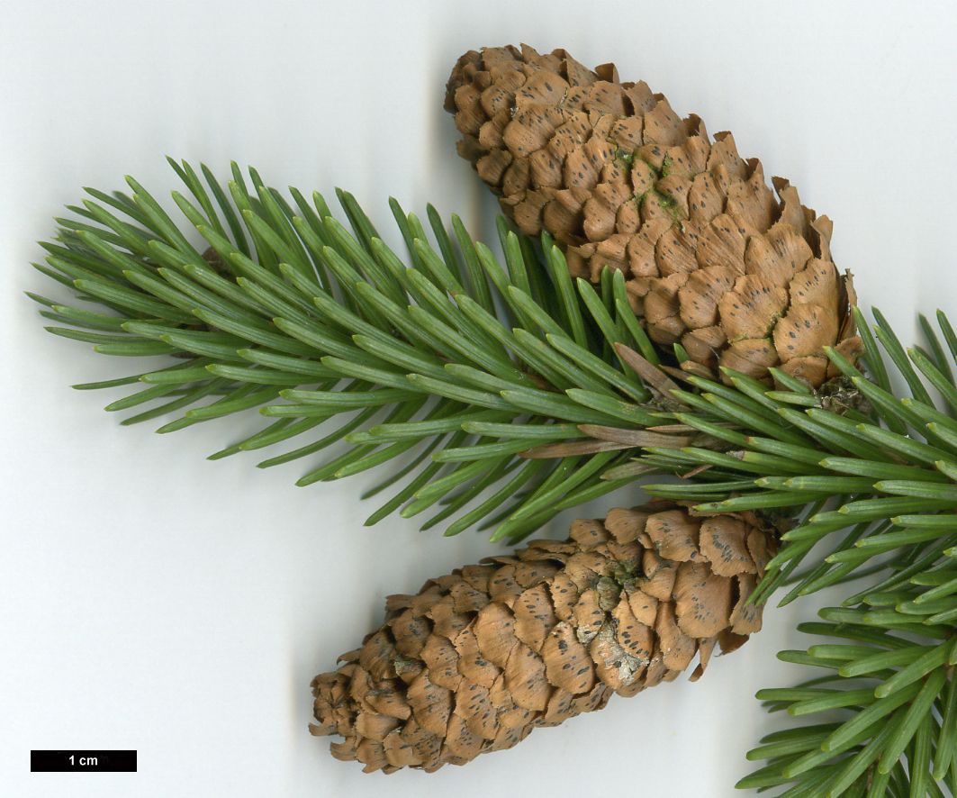 High resolution image: Family: Pinaceae - Genus: Picea - Taxon: jezoensis