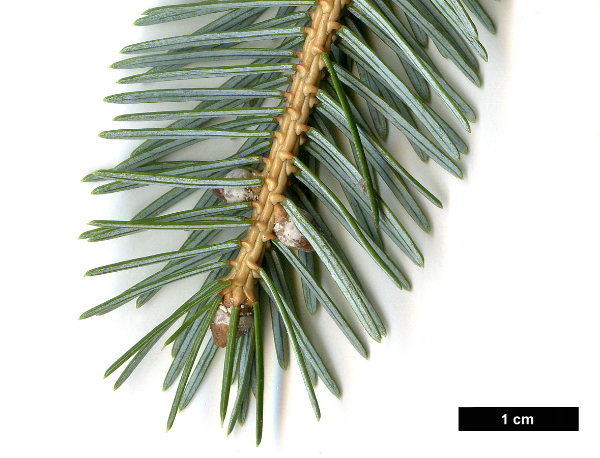 High resolution image: Family: Pinaceae - Genus: Picea - Taxon: jezoensis