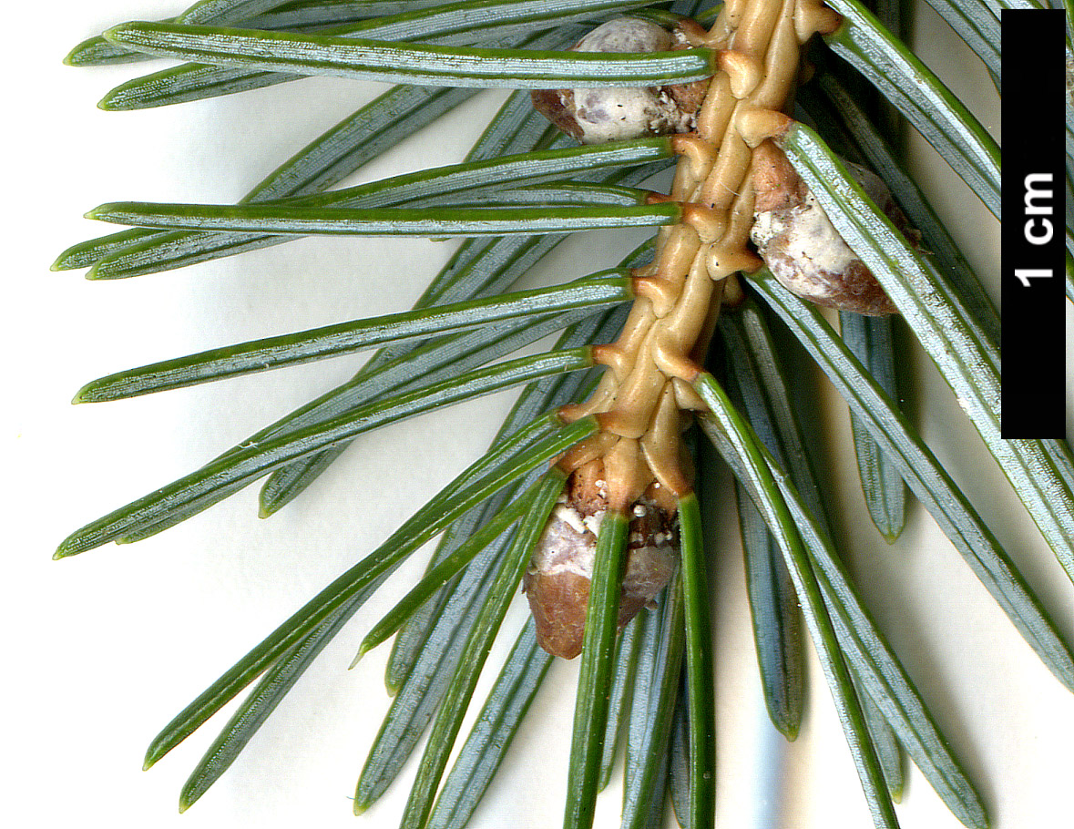 High resolution image: Family: Pinaceae - Genus: Picea - Taxon: jezoensis