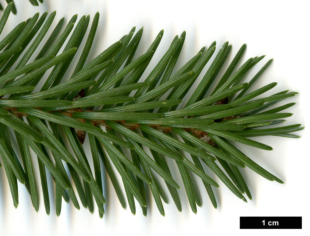 High resolution image: Family: Pinaceae - Genus: Picea - Taxon: jezoensis