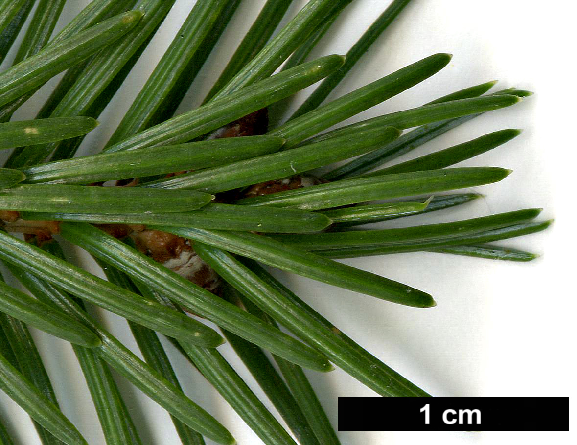 High resolution image: Family: Pinaceae - Genus: Picea - Taxon: jezoensis