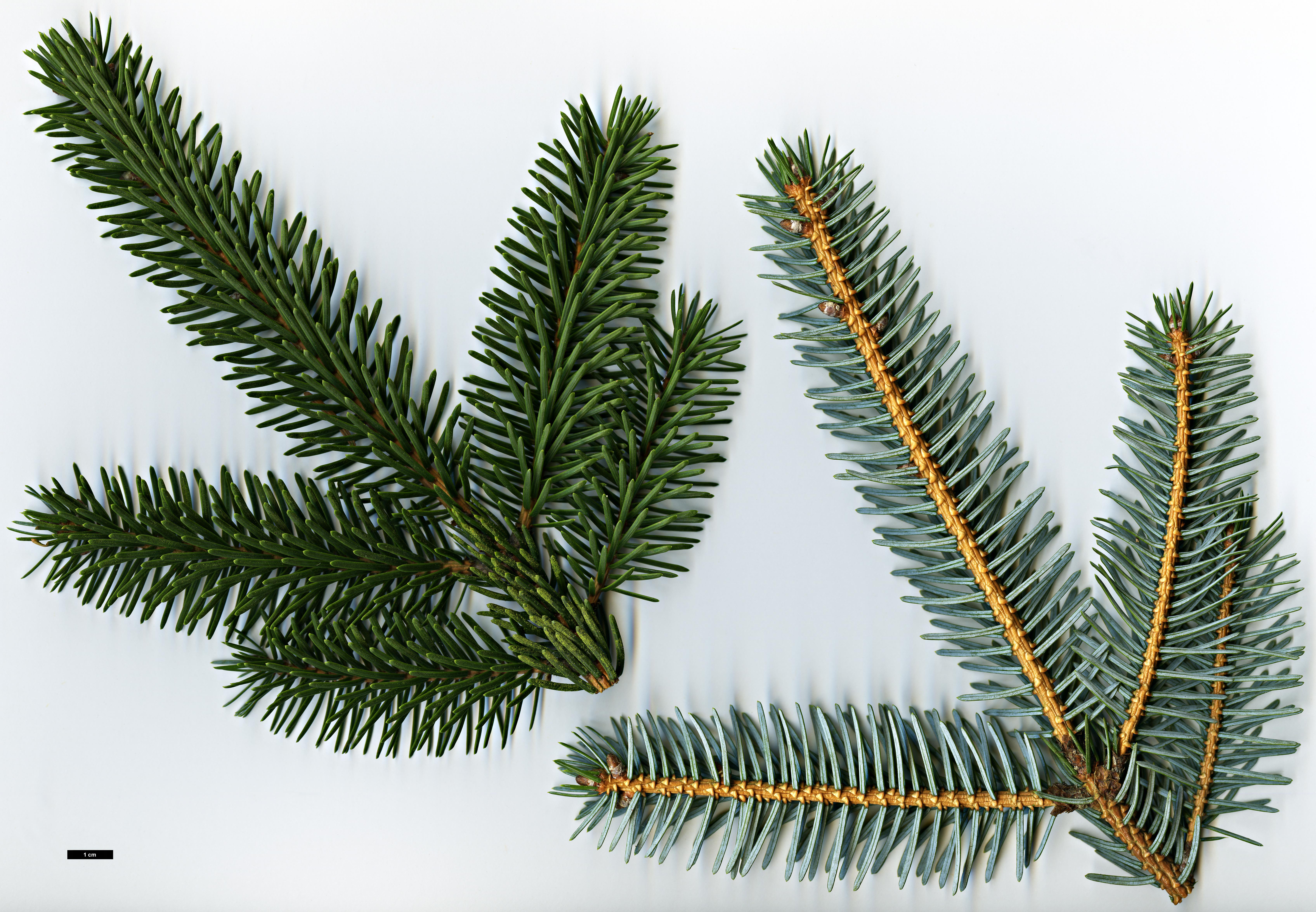 High resolution image: Family: Pinaceae - Genus: Picea - Taxon: jezoensis