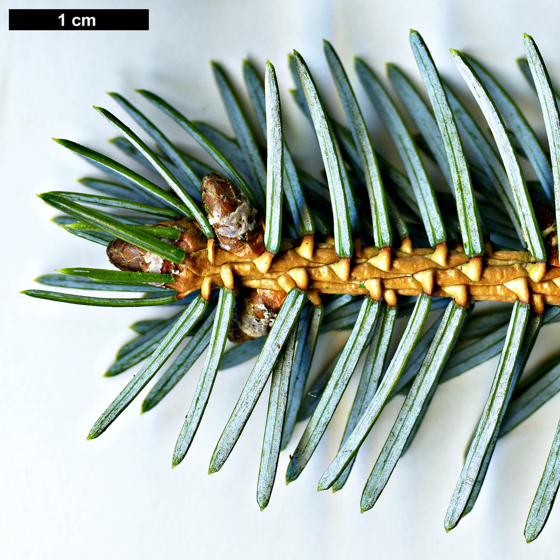 High resolution image: Family: Pinaceae - Genus: Picea - Taxon: jezoensis