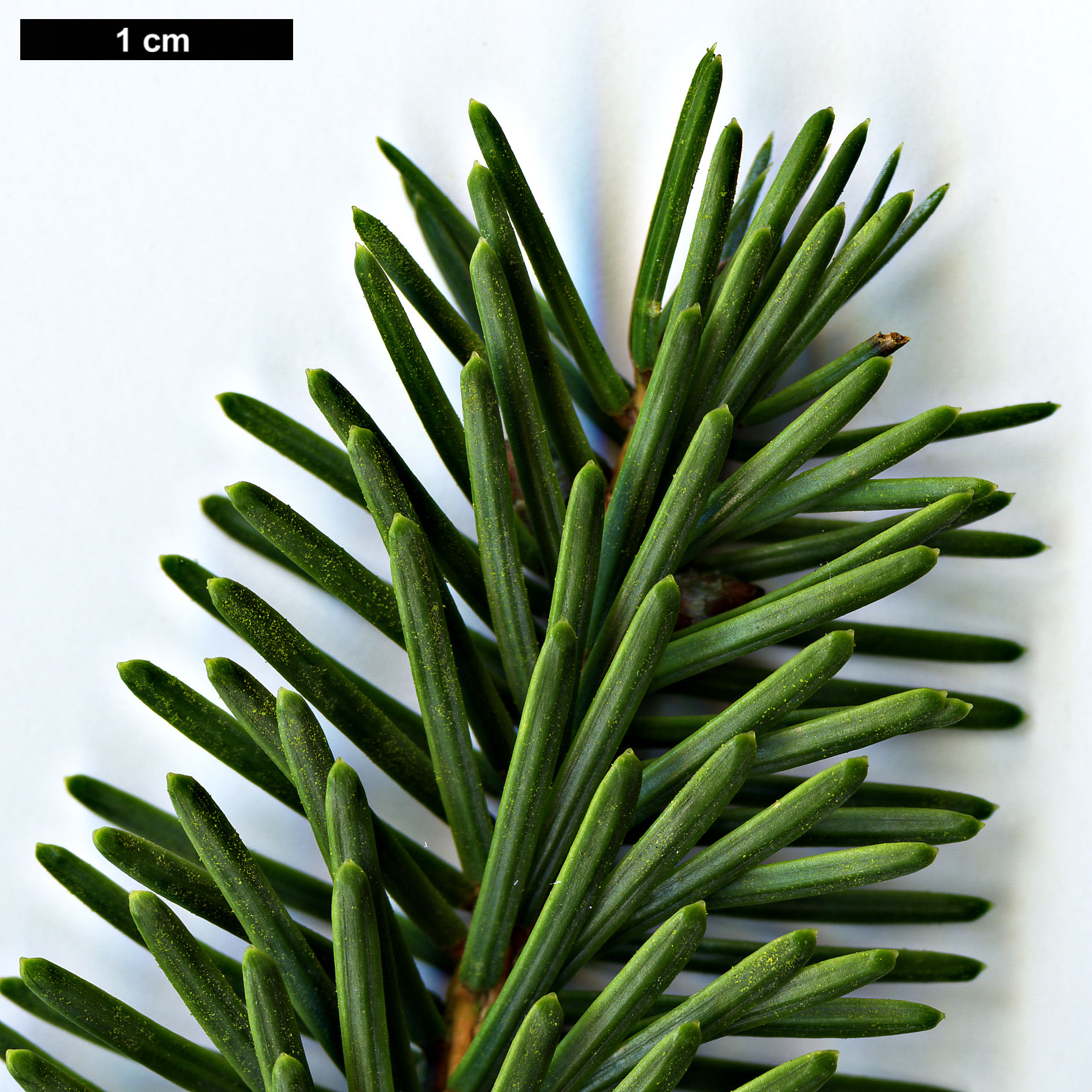 High resolution image: Family: Pinaceae - Genus: Picea - Taxon: jezoensis