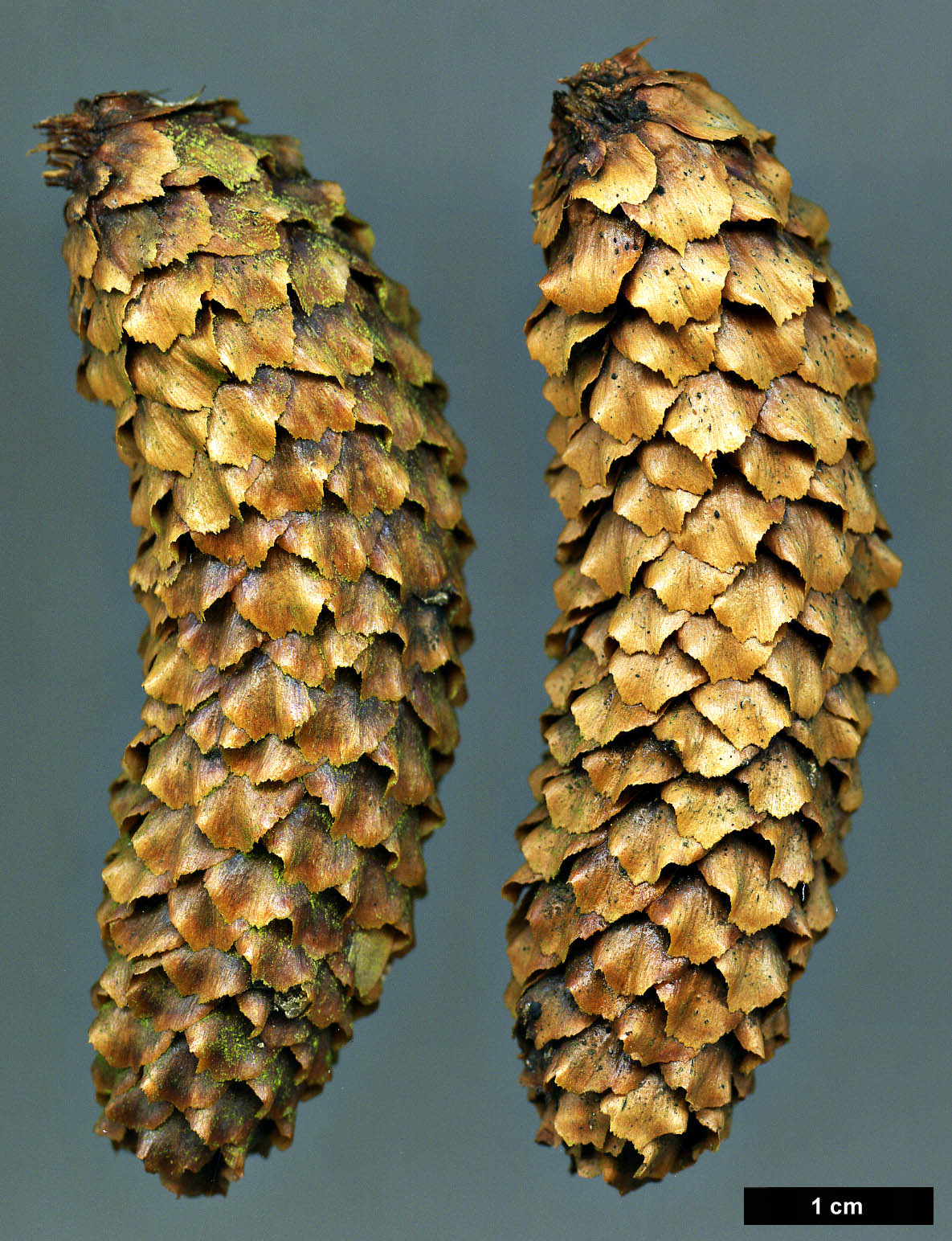 High resolution image: Family: Pinaceae - Genus: Picea - Taxon: jezoensis