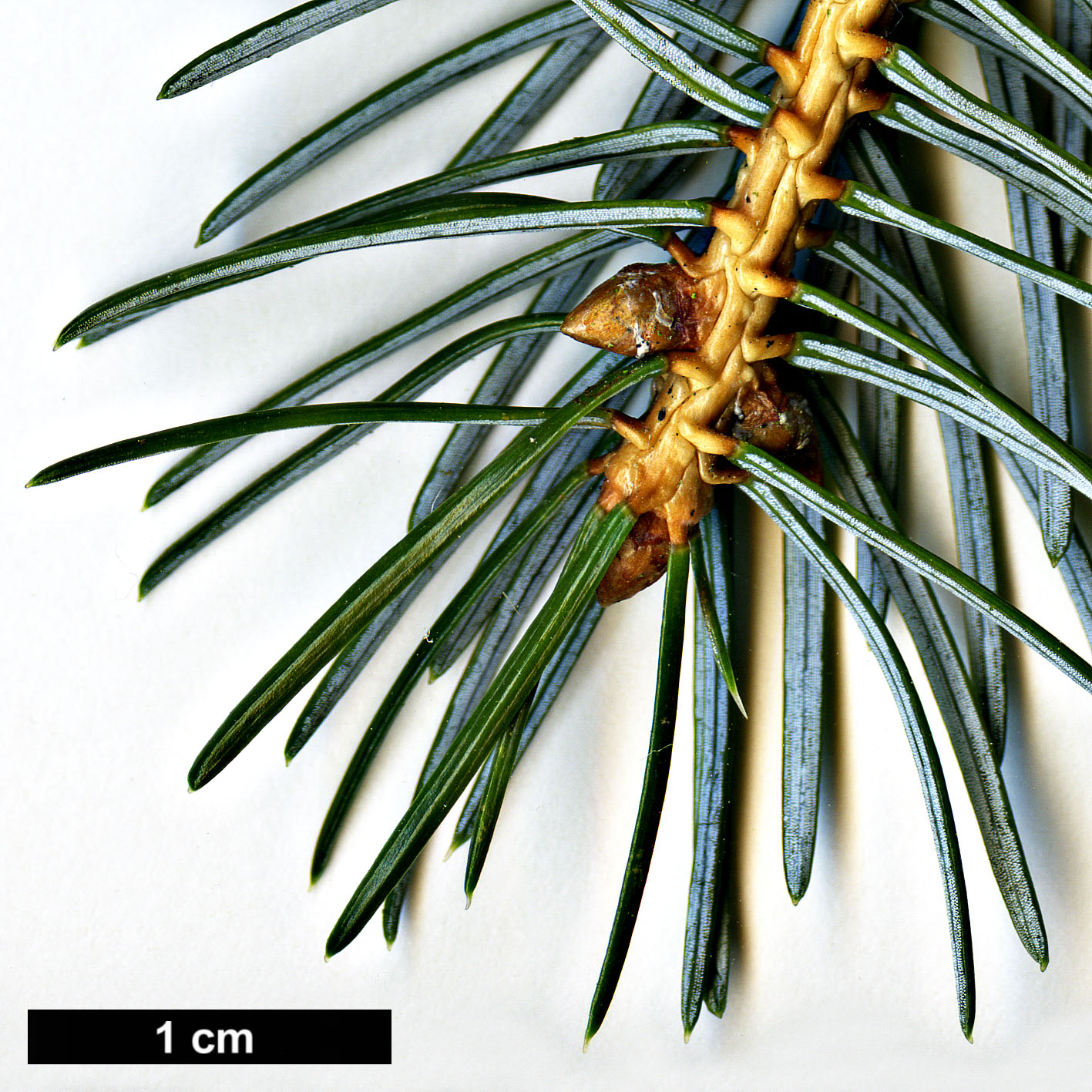 High resolution image: Family: Pinaceae - Genus: Picea - Taxon: jezoensis