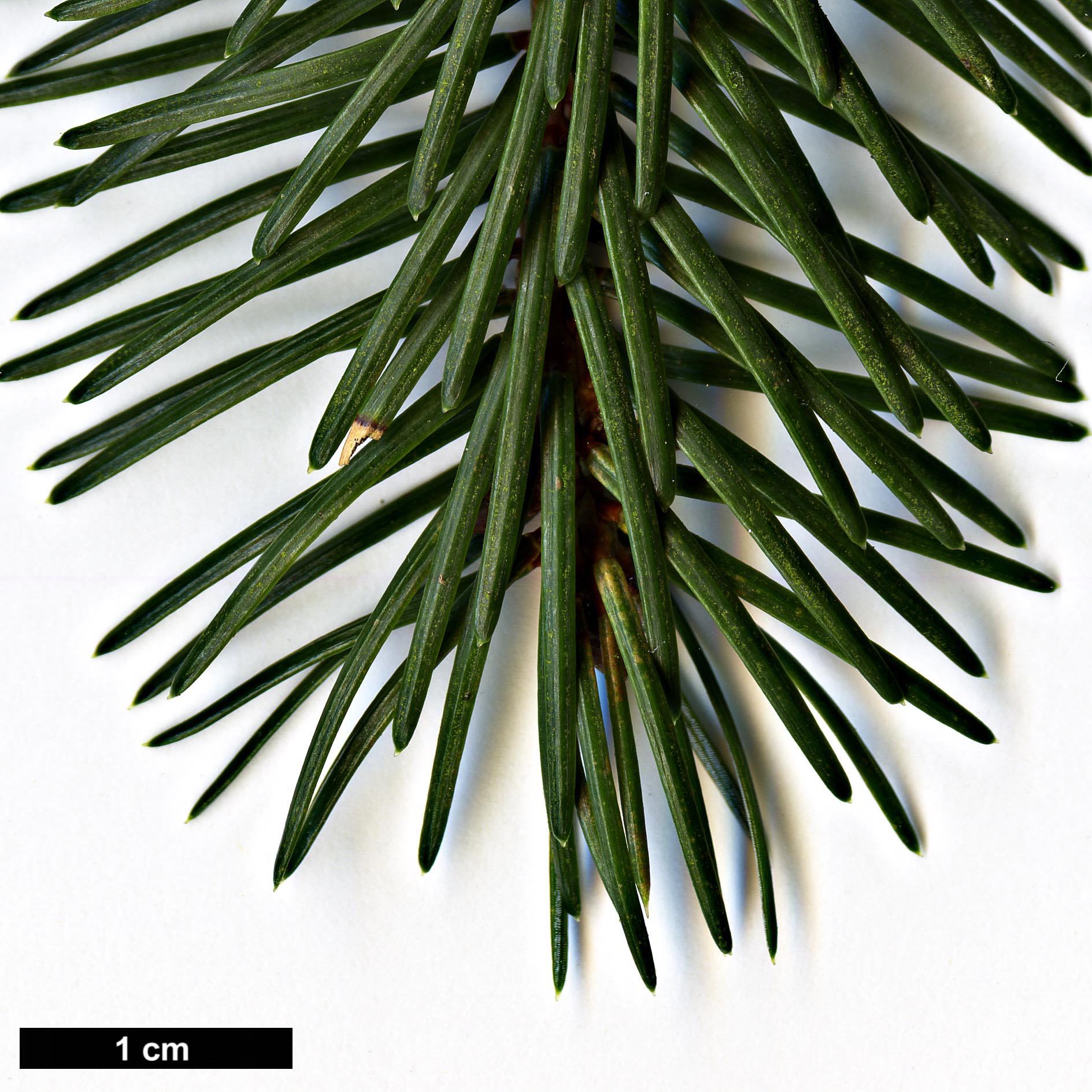 High resolution image: Family: Pinaceae - Genus: Picea - Taxon: jezoensis