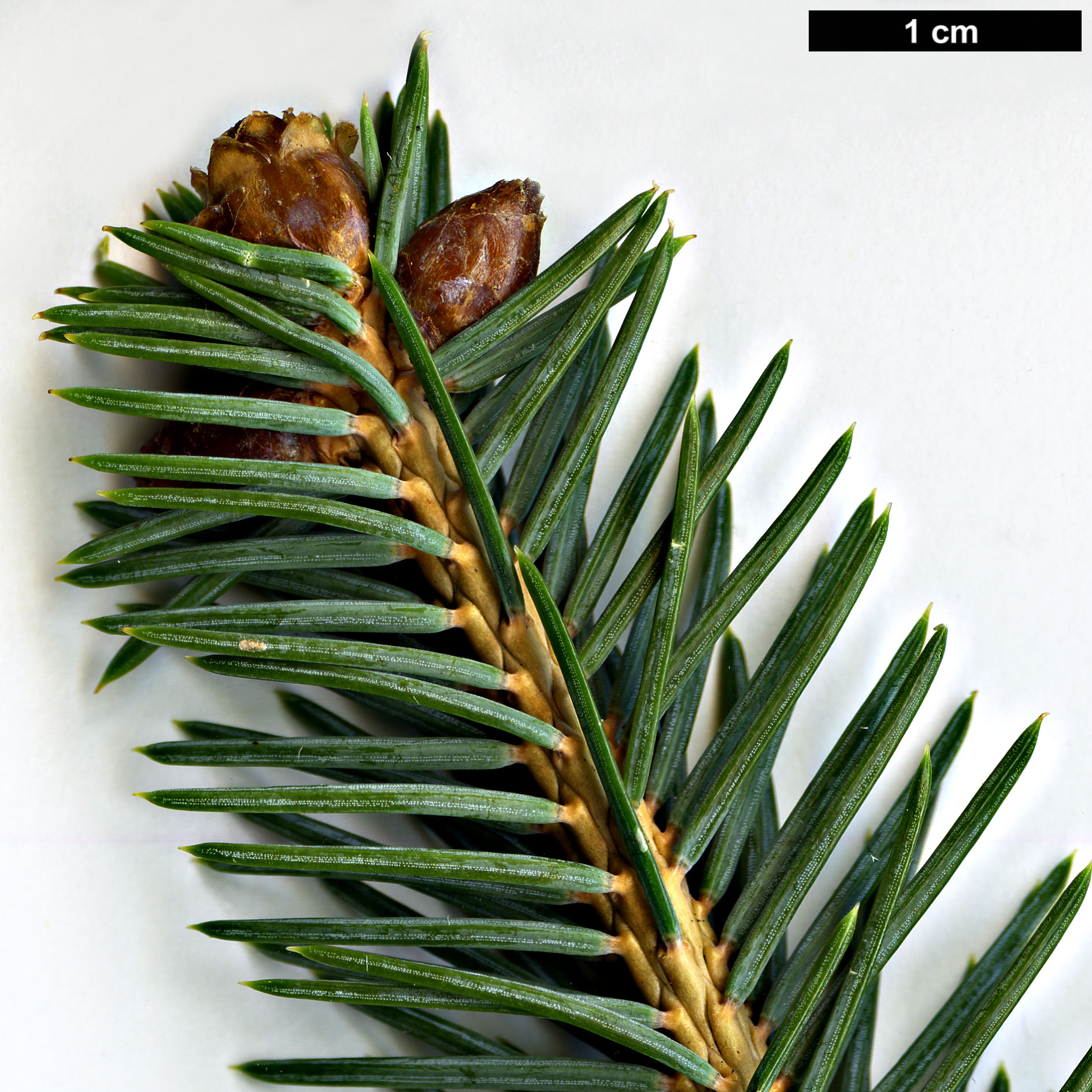 High resolution image: Family: Pinaceae - Genus: Picea - Taxon: koraiensis