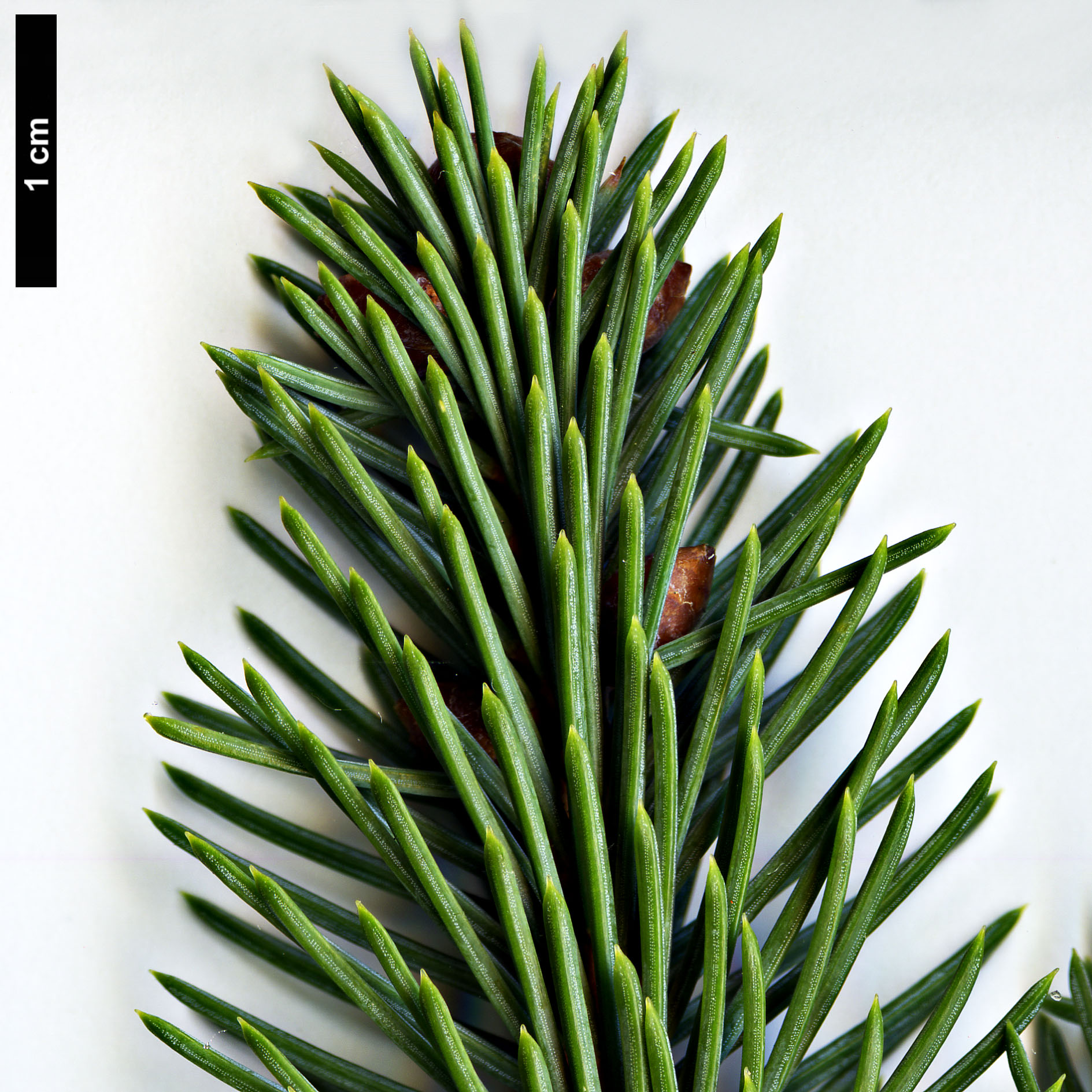 High resolution image: Family: Pinaceae - Genus: Picea - Taxon: koraiensis