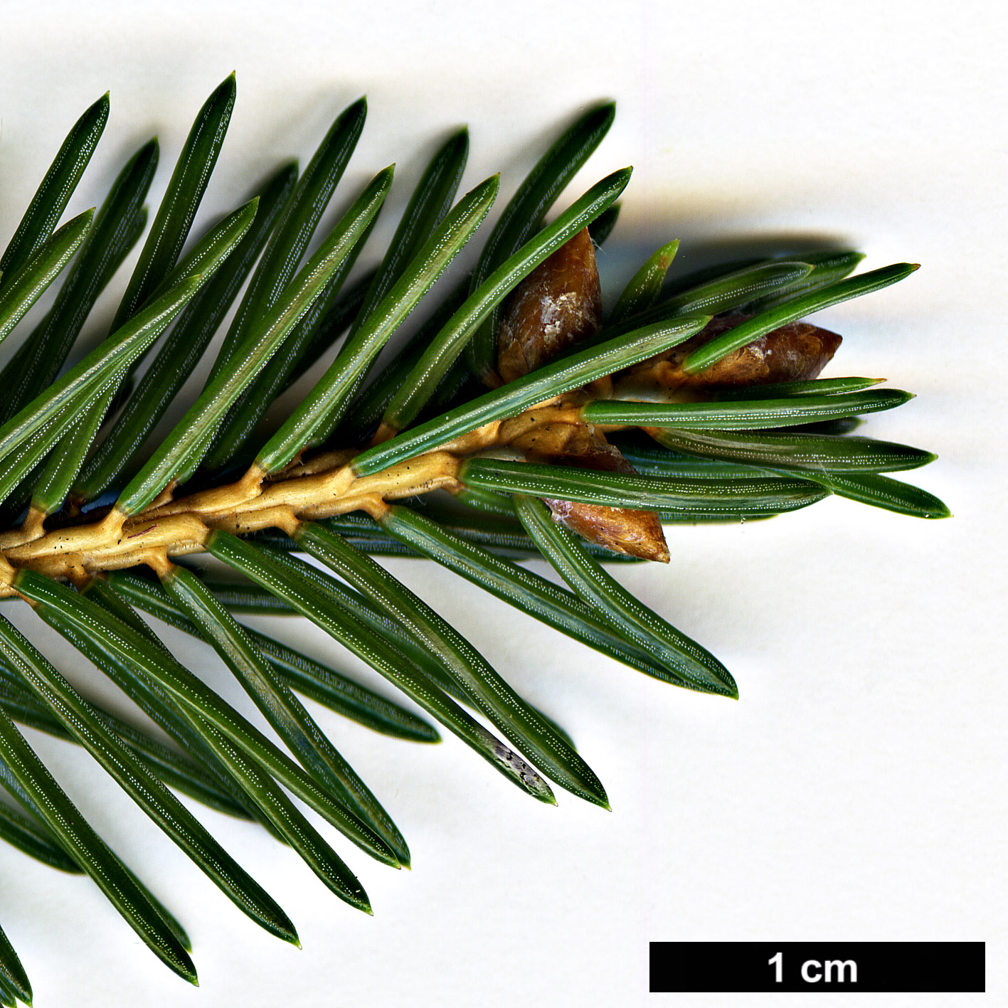 High resolution image: Family: Pinaceae - Genus: Picea - Taxon: koraiensis