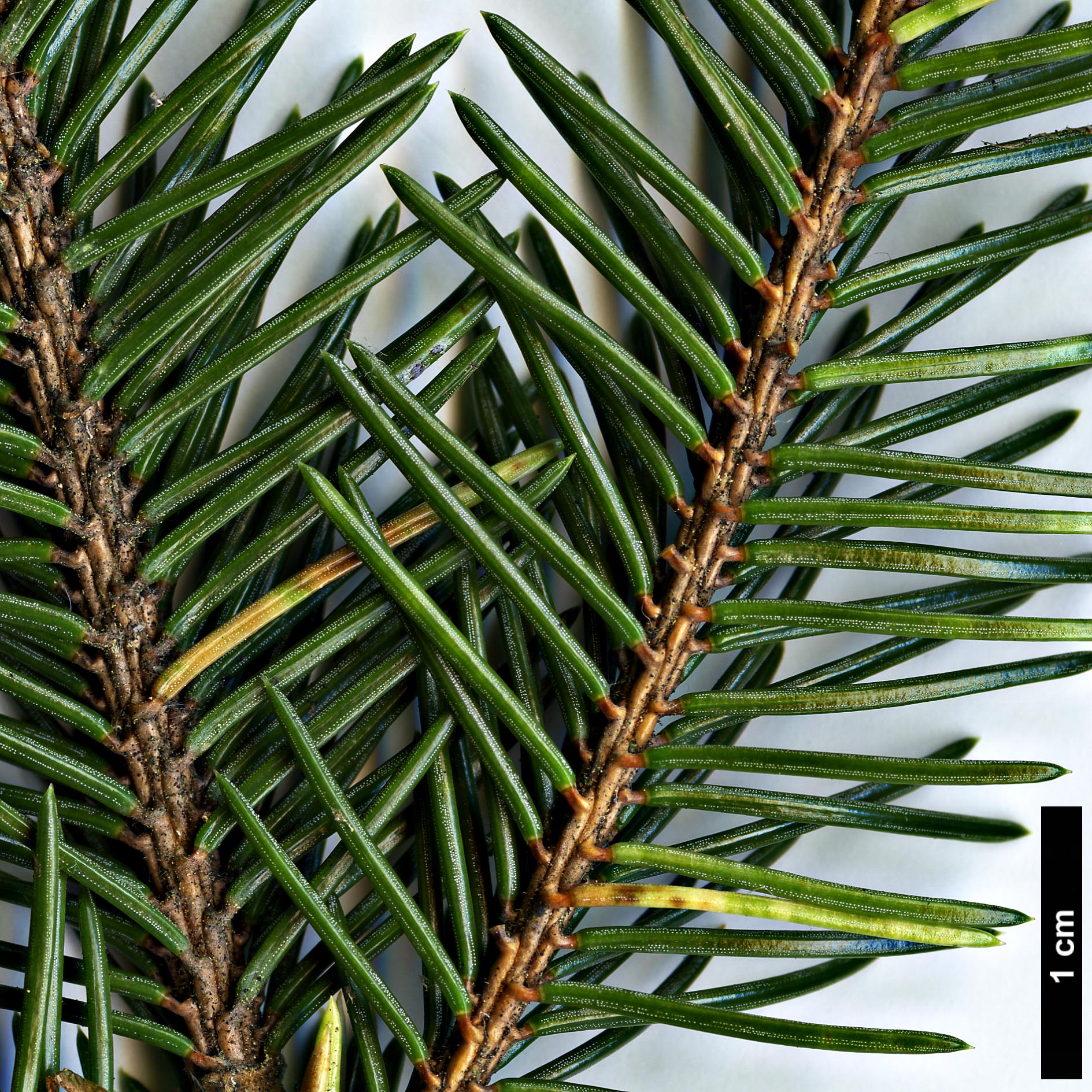 High resolution image: Family: Pinaceae - Genus: Picea - Taxon: koraiensis