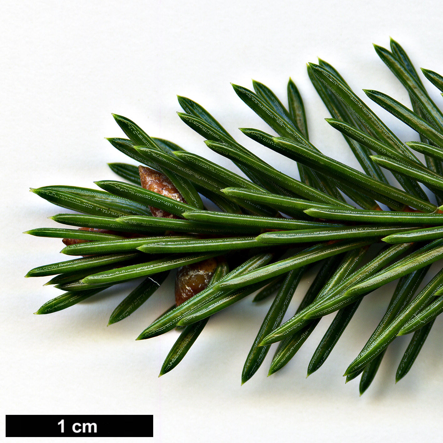 High resolution image: Family: Pinaceae - Genus: Picea - Taxon: koraiensis