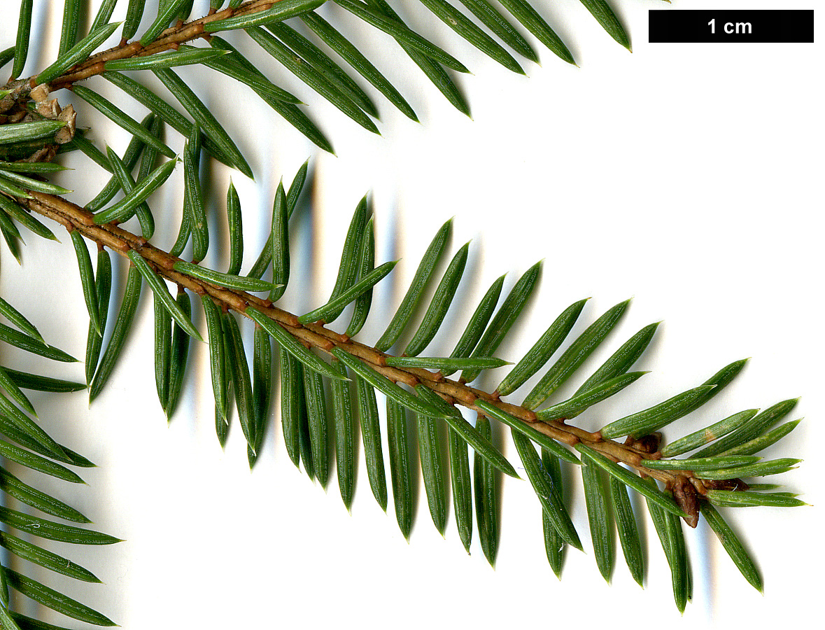 High resolution image: Family: Pinaceae - Genus: Picea - Taxon: koraiensis