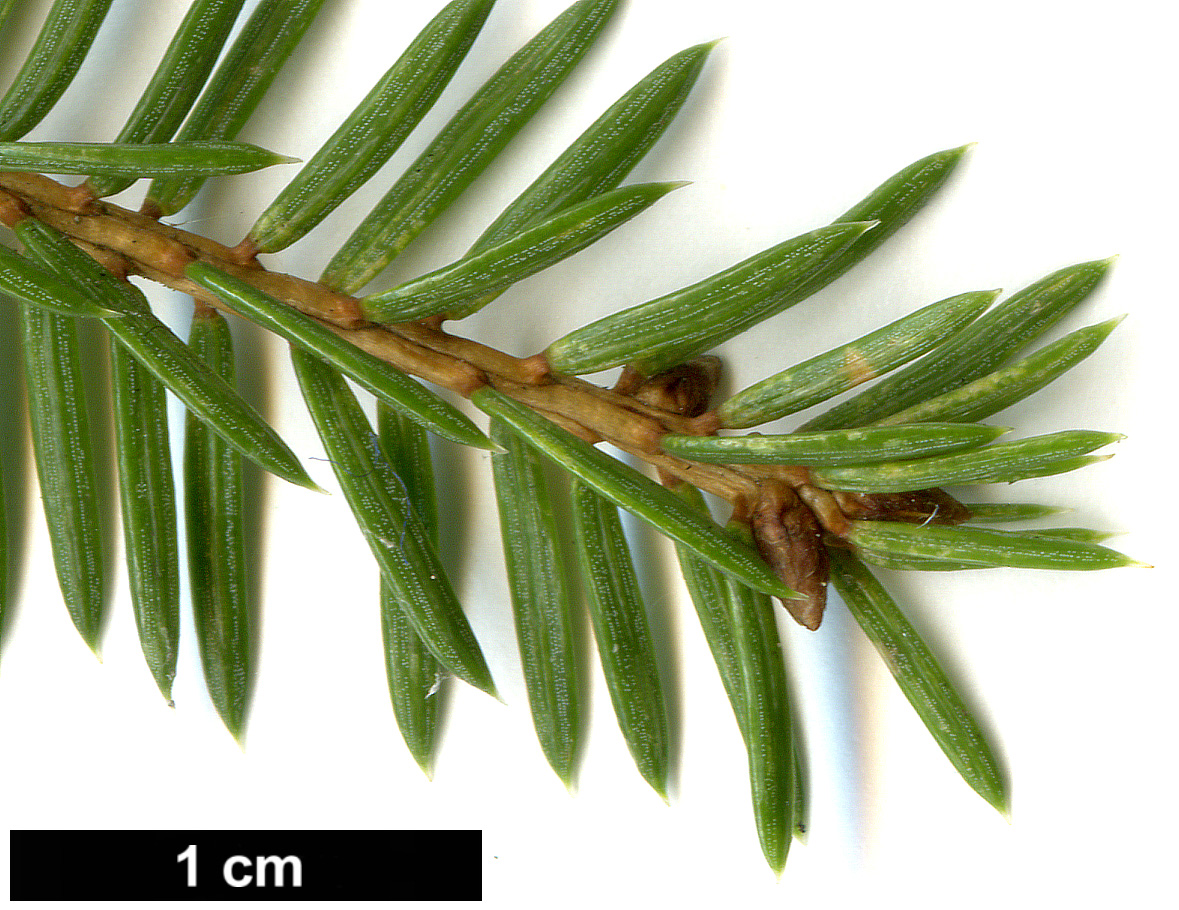 High resolution image: Family: Pinaceae - Genus: Picea - Taxon: koraiensis