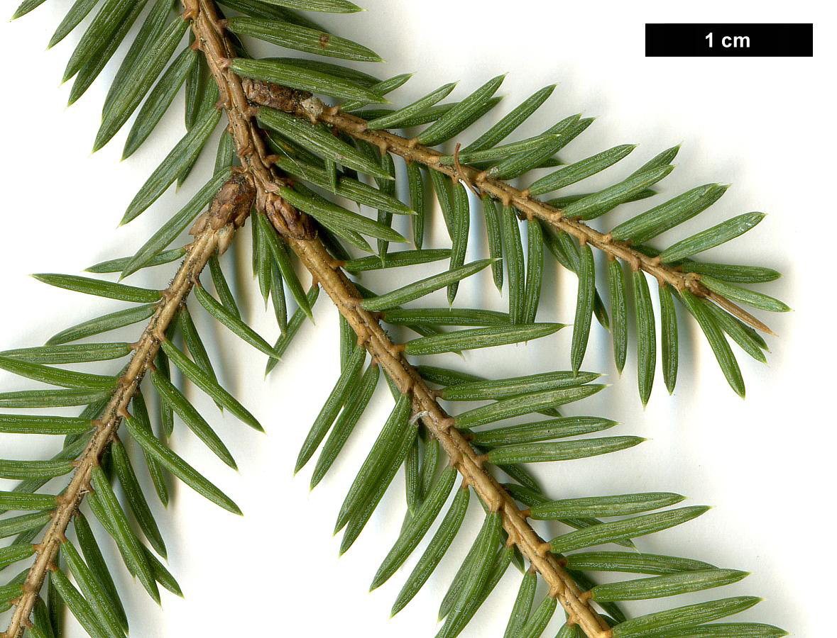 High resolution image: Family: Pinaceae - Genus: Picea - Taxon: koraiensis