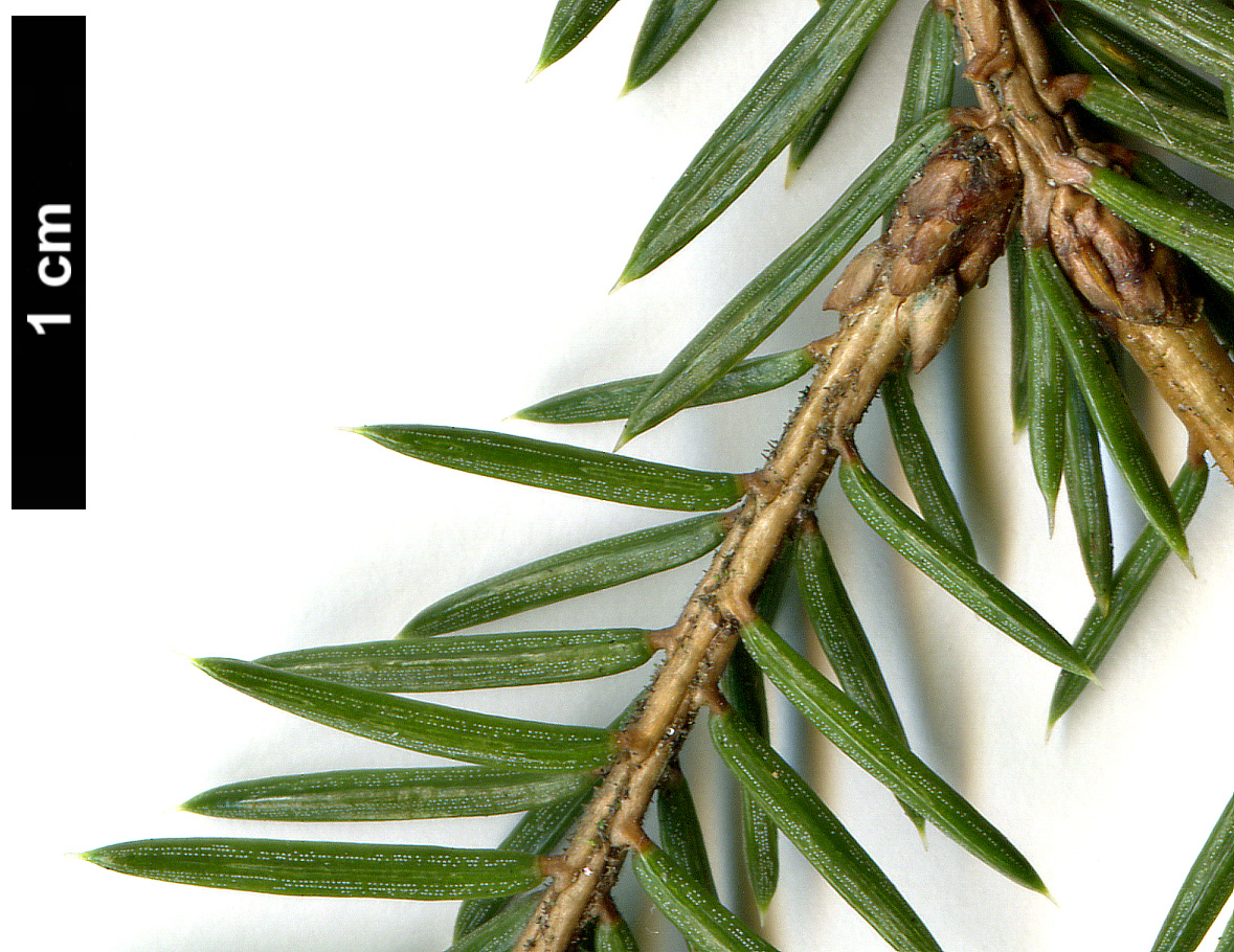 High resolution image: Family: Pinaceae - Genus: Picea - Taxon: koraiensis