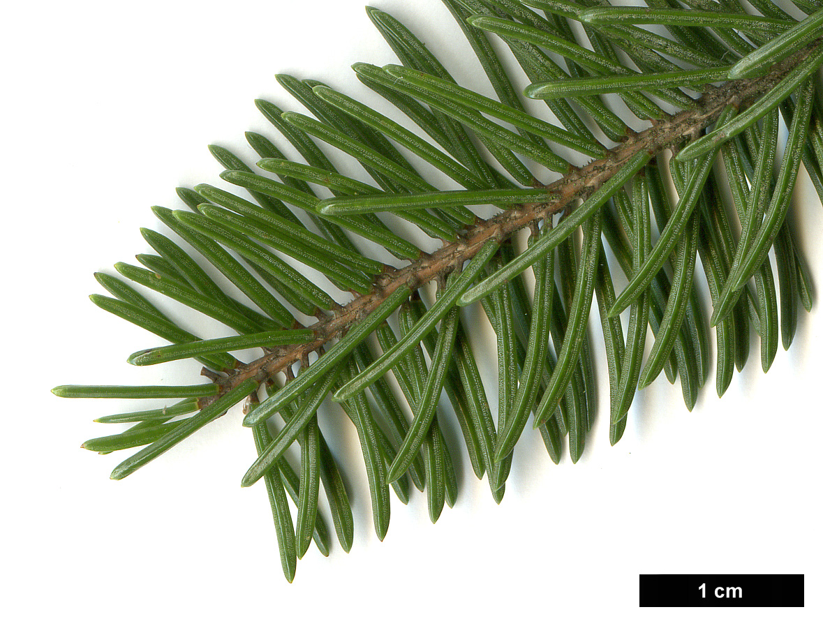 High resolution image: Family: Pinaceae - Genus: Picea - Taxon: koyamae