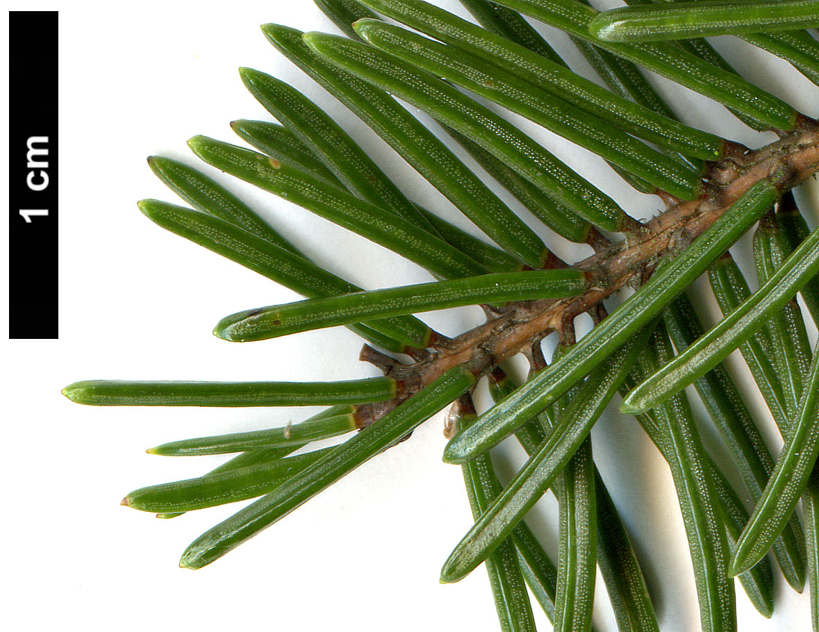 High resolution image: Family: Pinaceae - Genus: Picea - Taxon: koyamae