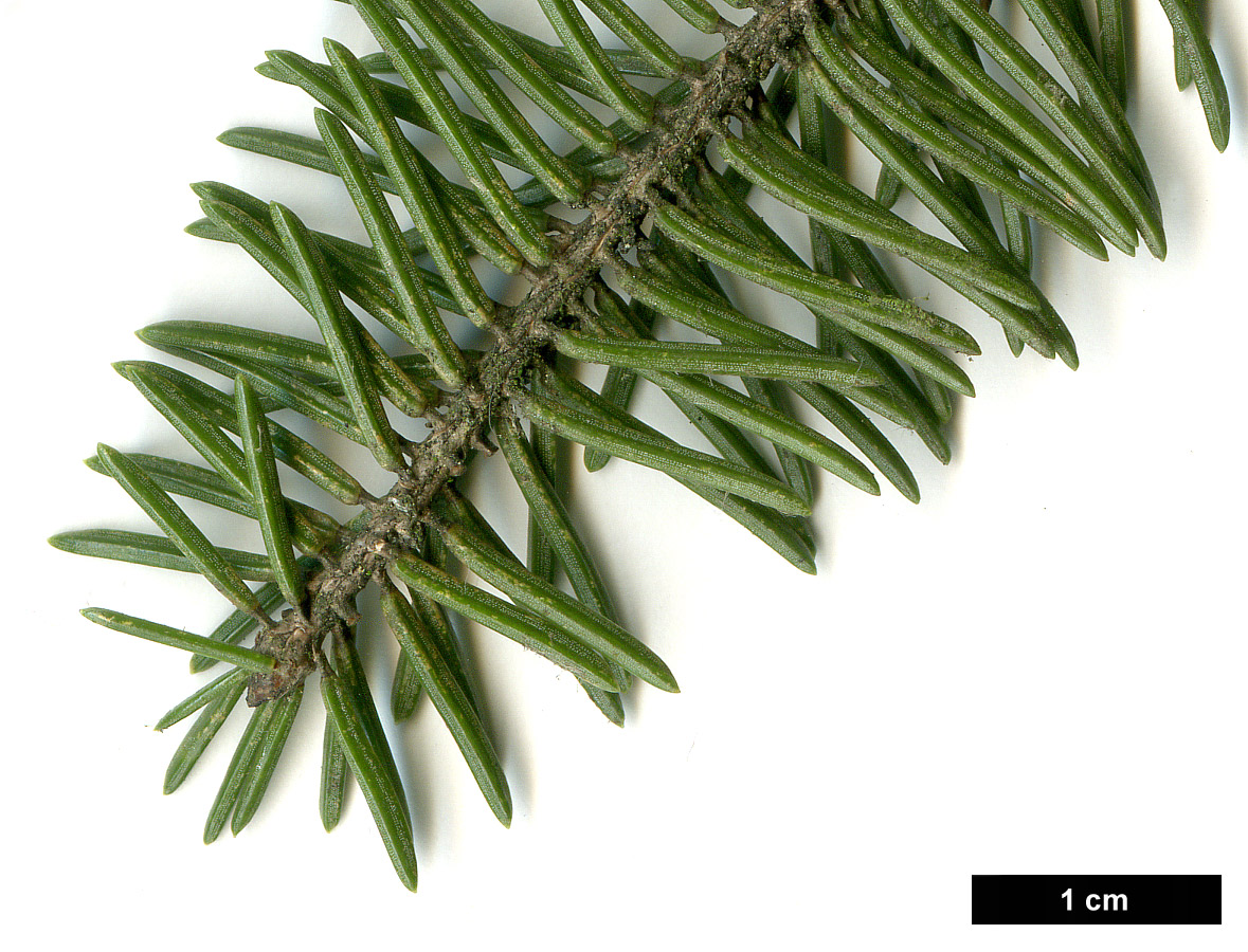 High resolution image: Family: Pinaceae - Genus: Picea - Taxon: koyamae