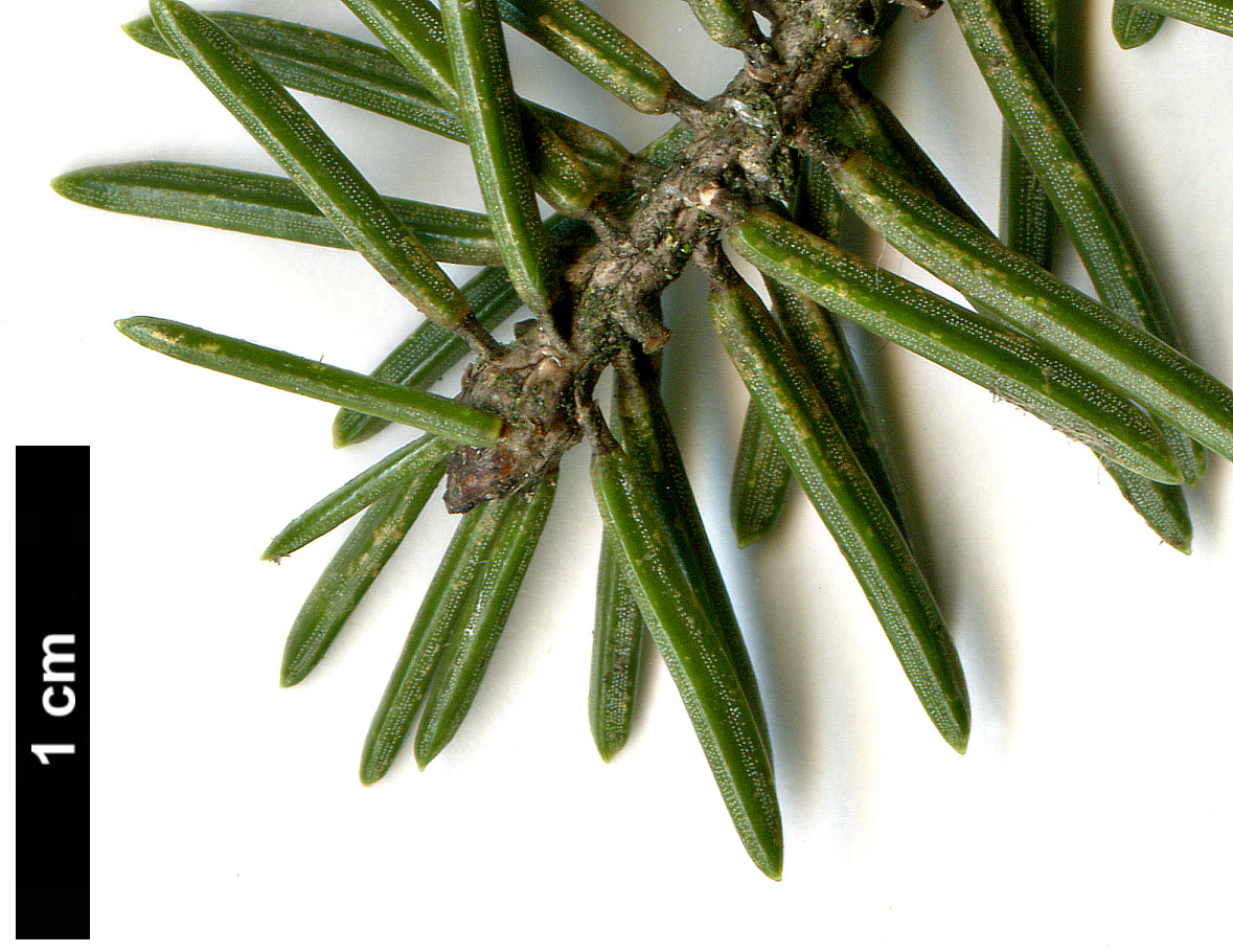 High resolution image: Family: Pinaceae - Genus: Picea - Taxon: koyamae