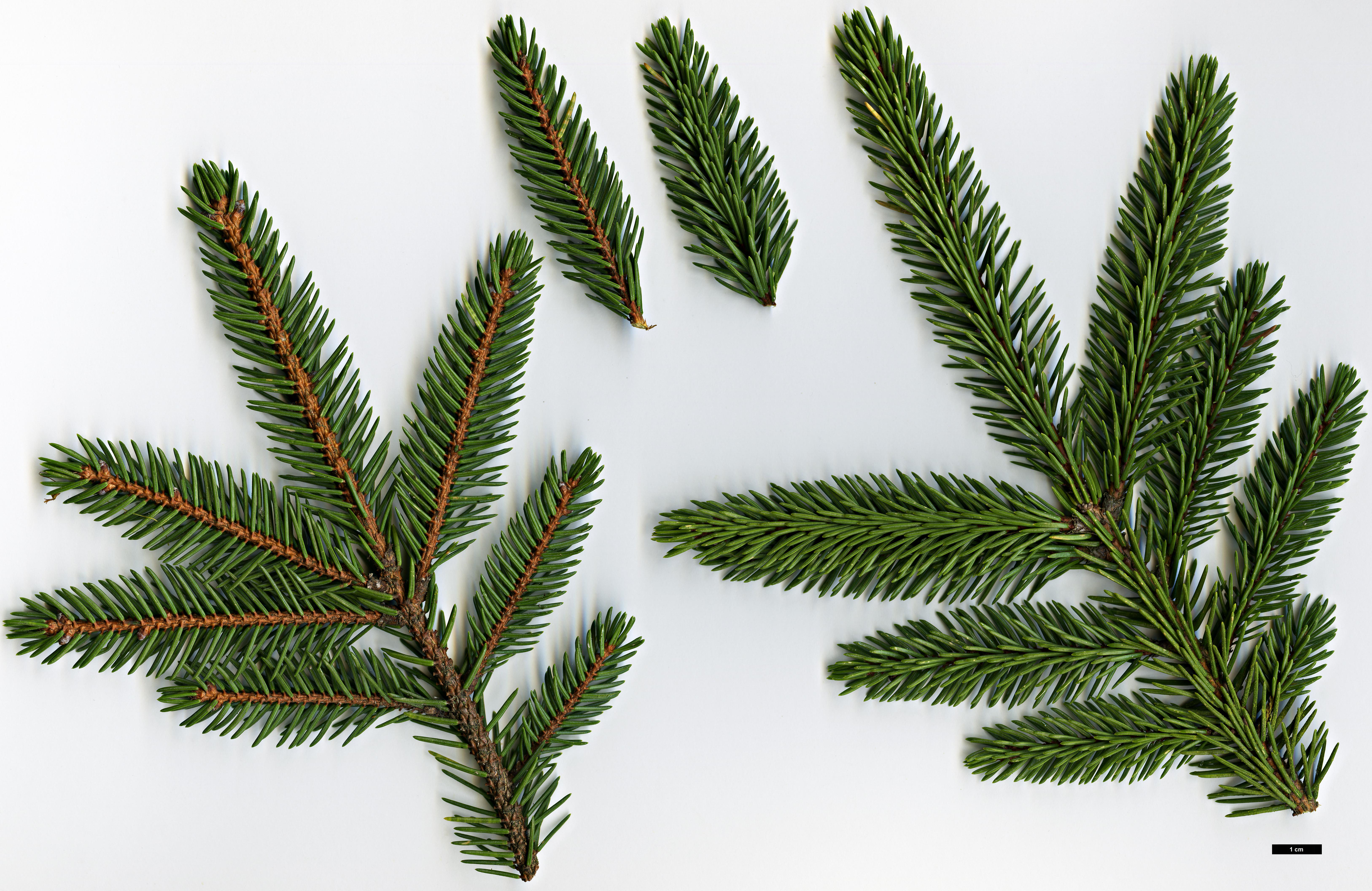 High resolution image: Family: Pinaceae - Genus: Picea - Taxon: koyamae