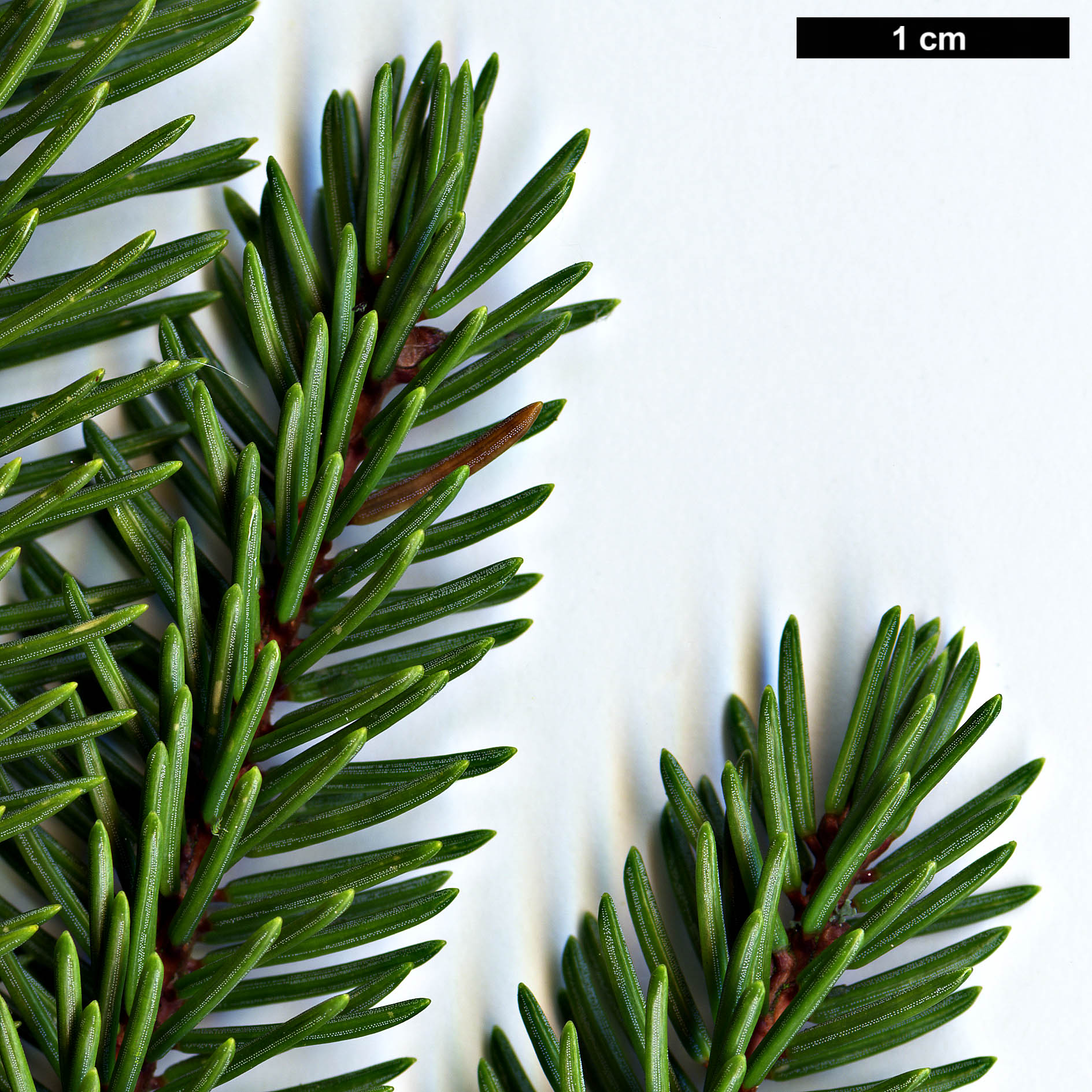 High resolution image: Family: Pinaceae - Genus: Picea - Taxon: koyamae