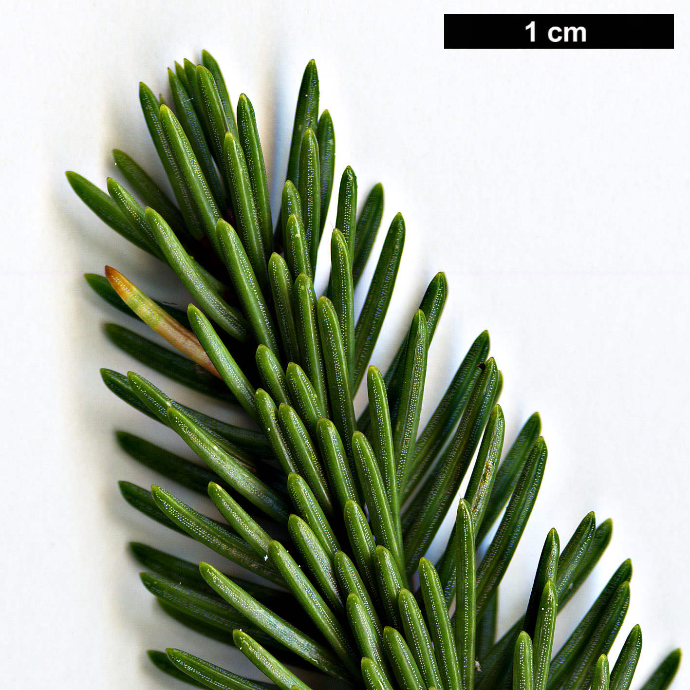 High resolution image: Family: Pinaceae - Genus: Picea - Taxon: koyamae