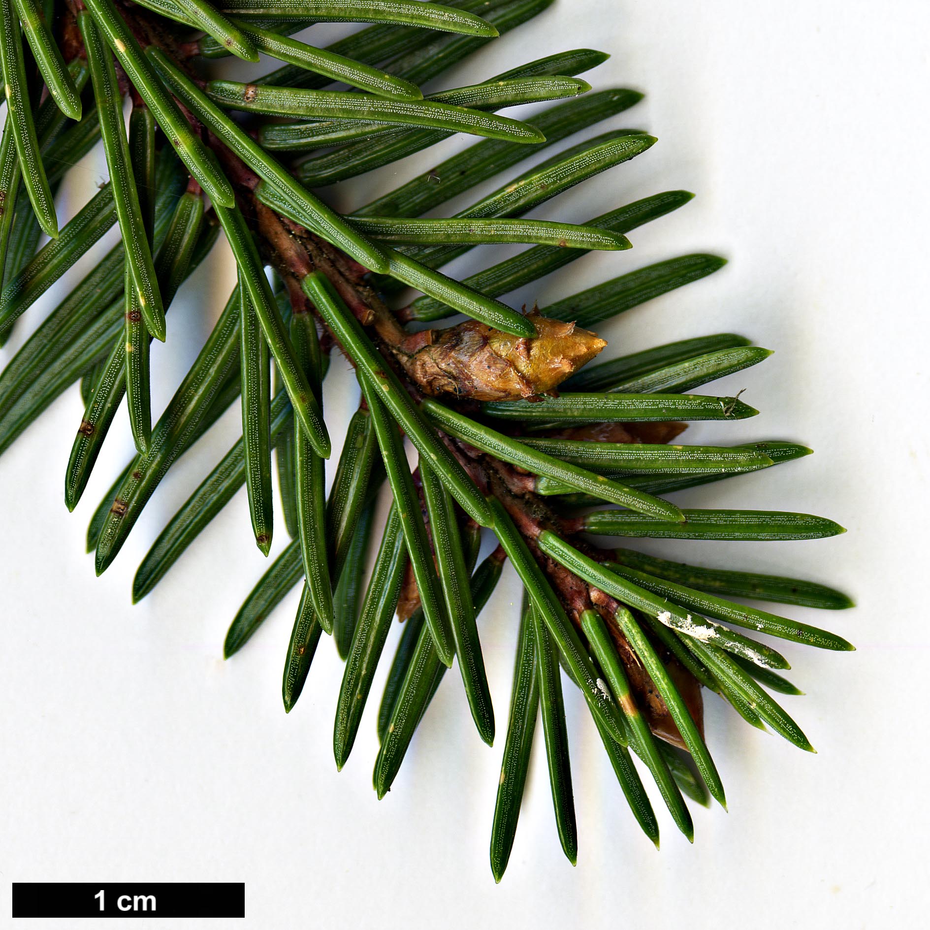 High resolution image: Family: Pinaceae - Genus: Picea - Taxon: koyamae