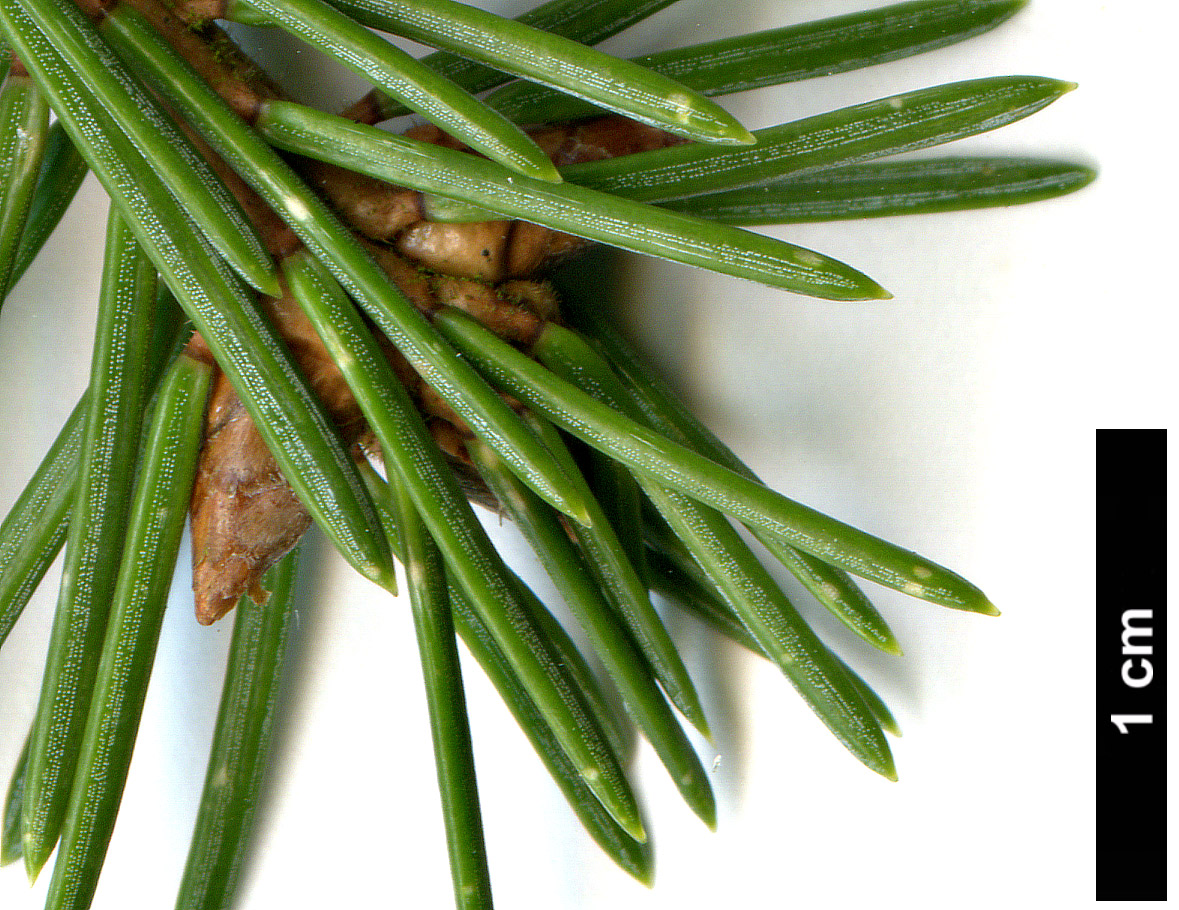 High resolution image: Family: Pinaceae - Genus: Picea - Taxon: koyamae