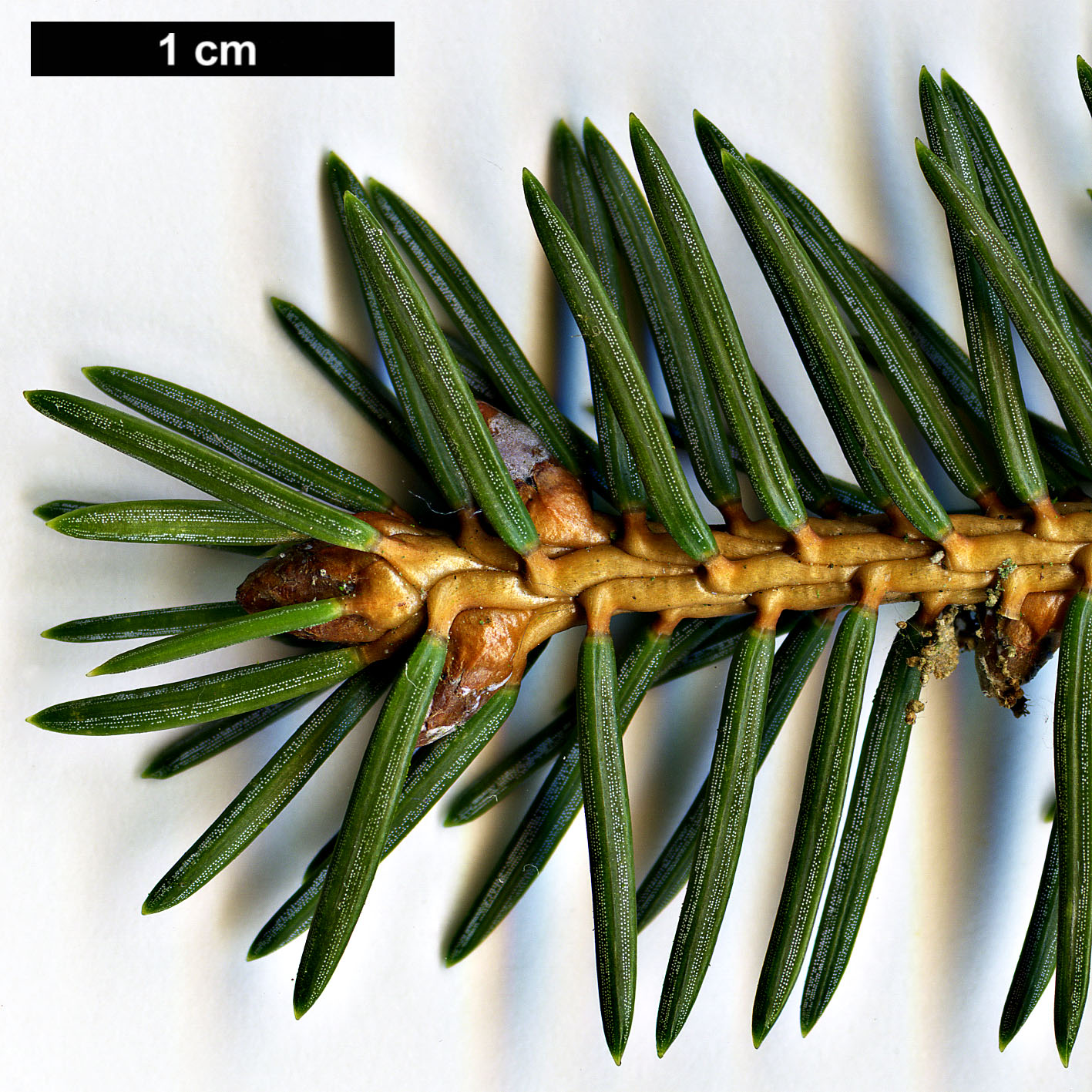 High resolution image: Family: Pinaceae - Genus: Picea - Taxon: koyamae