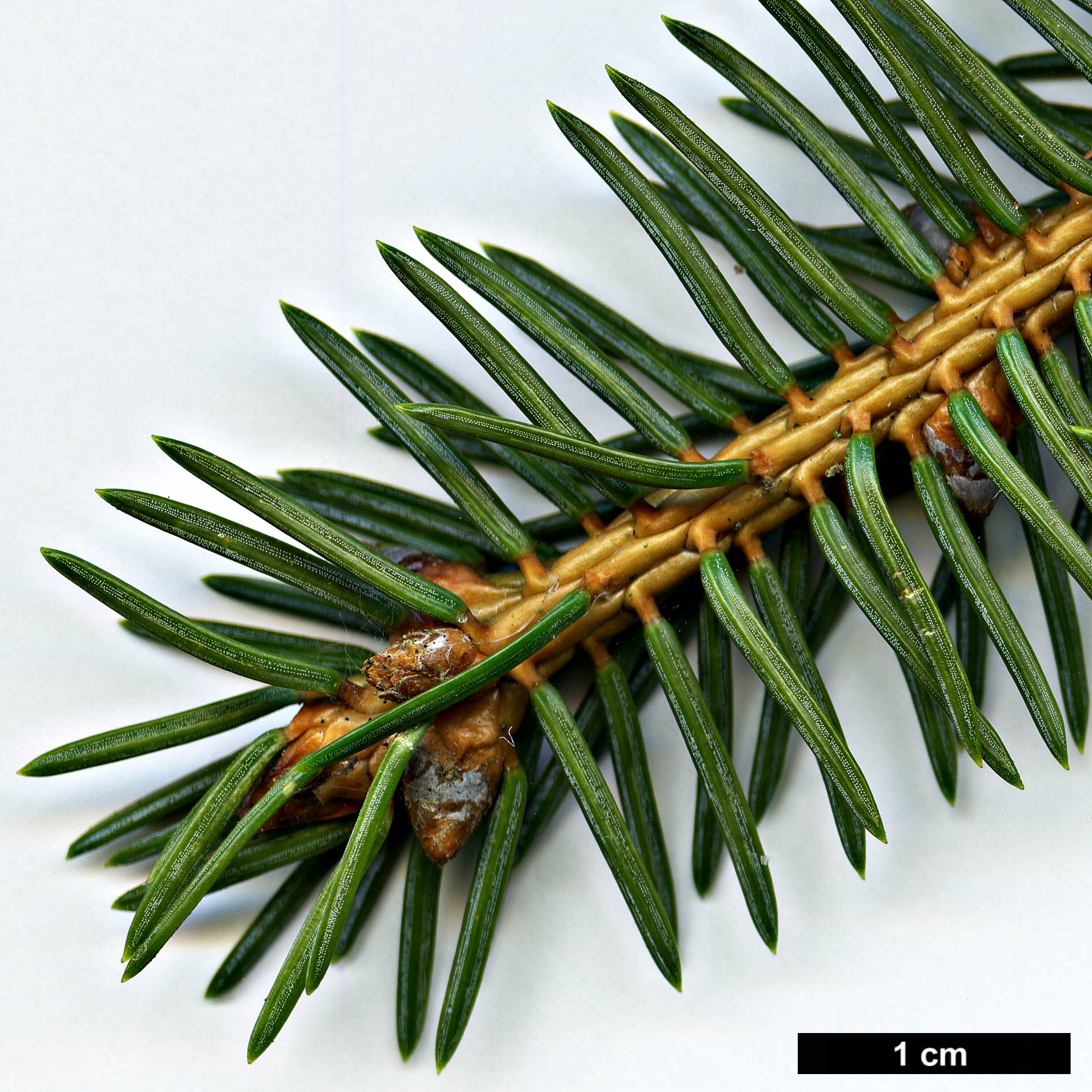 High resolution image: Family: Pinaceae - Genus: Picea - Taxon: koyamae