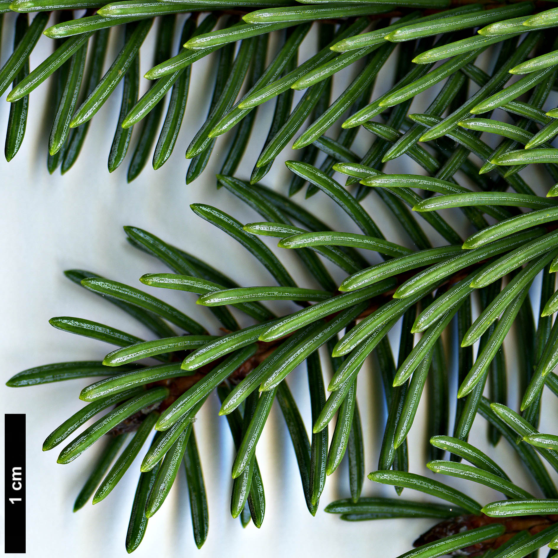 High resolution image: Family: Pinaceae - Genus: Picea - Taxon: koyamae