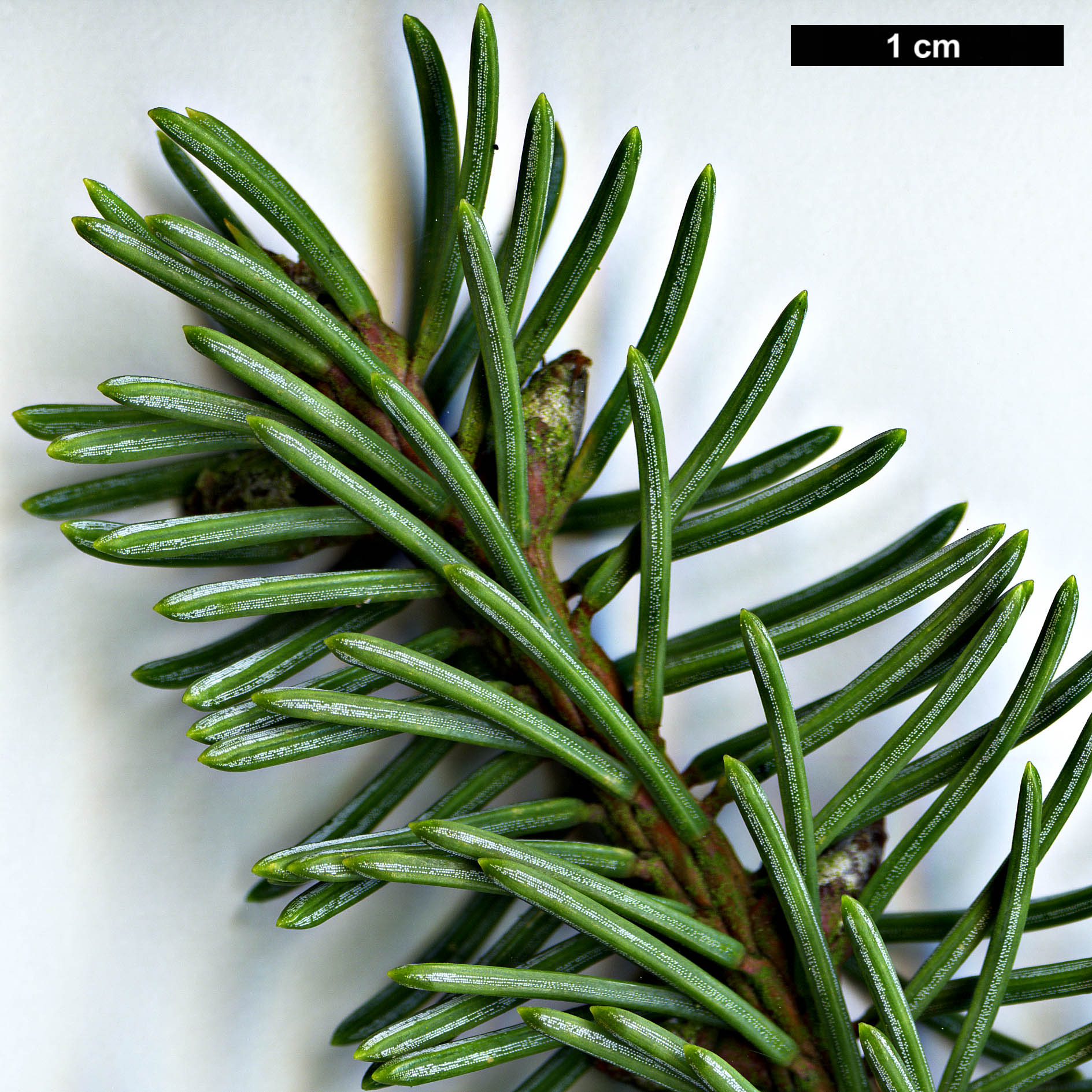 High resolution image: Family: Pinaceae - Genus: Picea - Taxon: koyamae