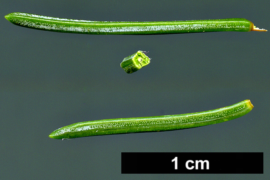 High resolution image: Family: Pinaceae - Genus: Picea - Taxon: koyamae